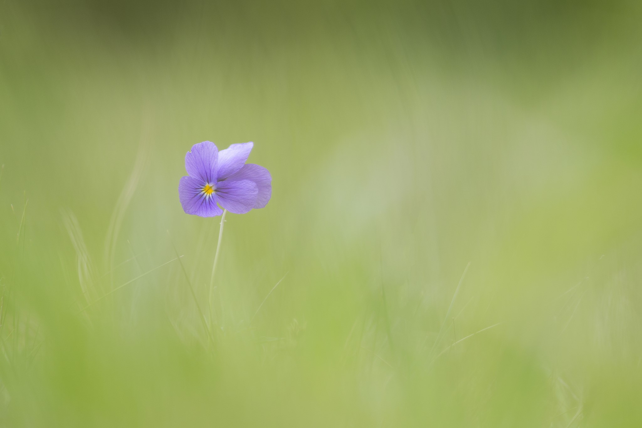 Purple pansy flower in green grass HD Wallpaper
