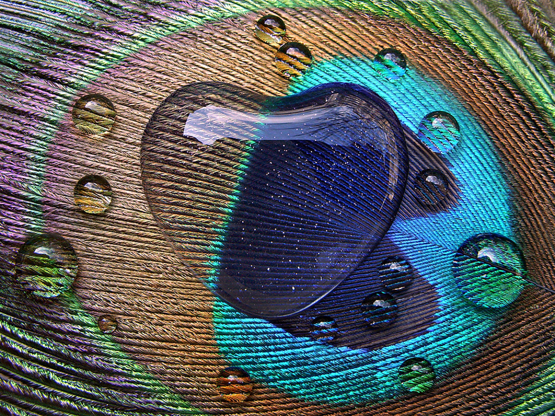 Close-up of a peacock feather with water drops in a heart shape HD Wallpaper