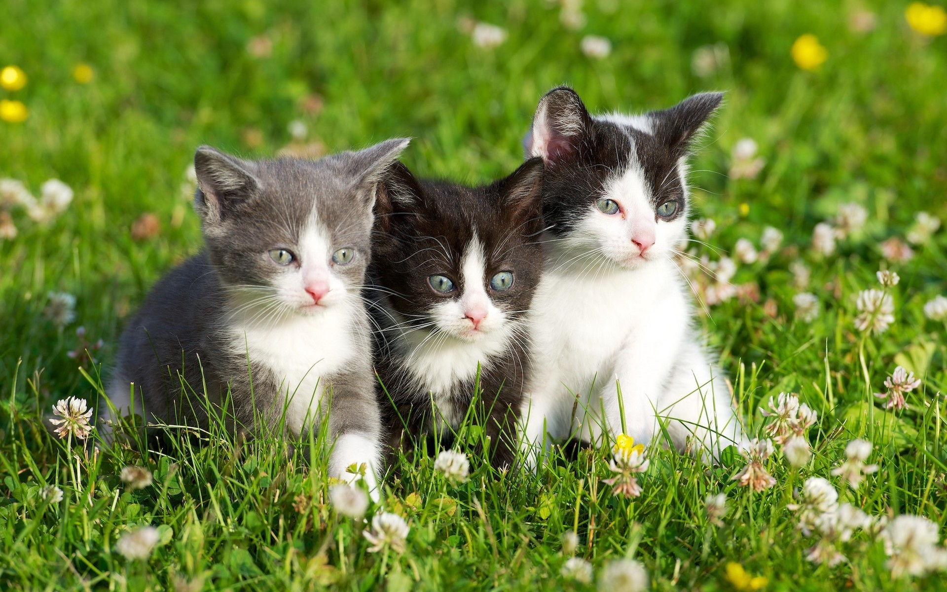 Three kittens sitting in green grass with flowers HD Wallpaper