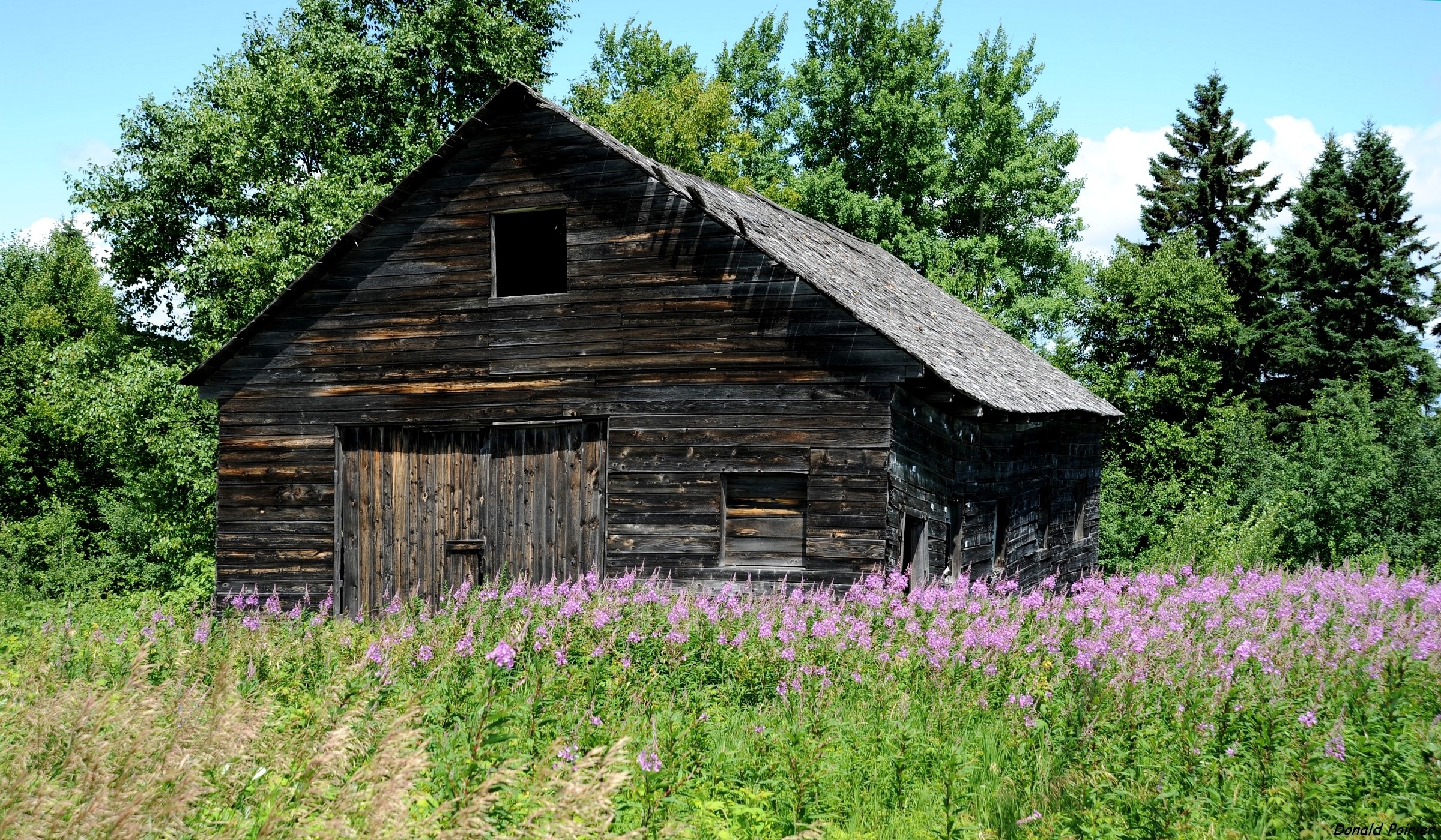 Old wooden barn in a field of purple flowers and green trees HD Wallpaper