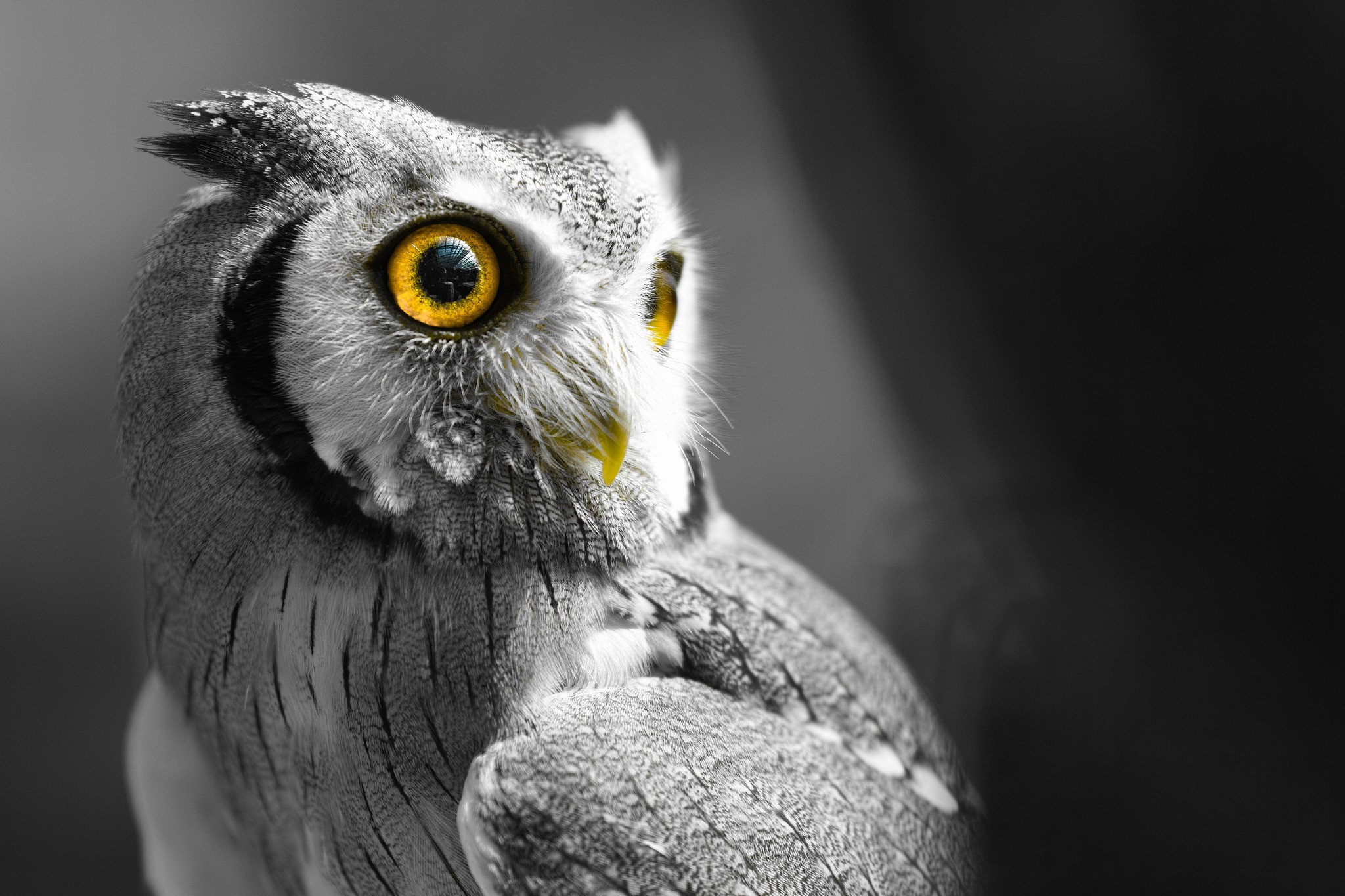 Close-up of a white-faced owl with yellow eyes HD Wallpaper