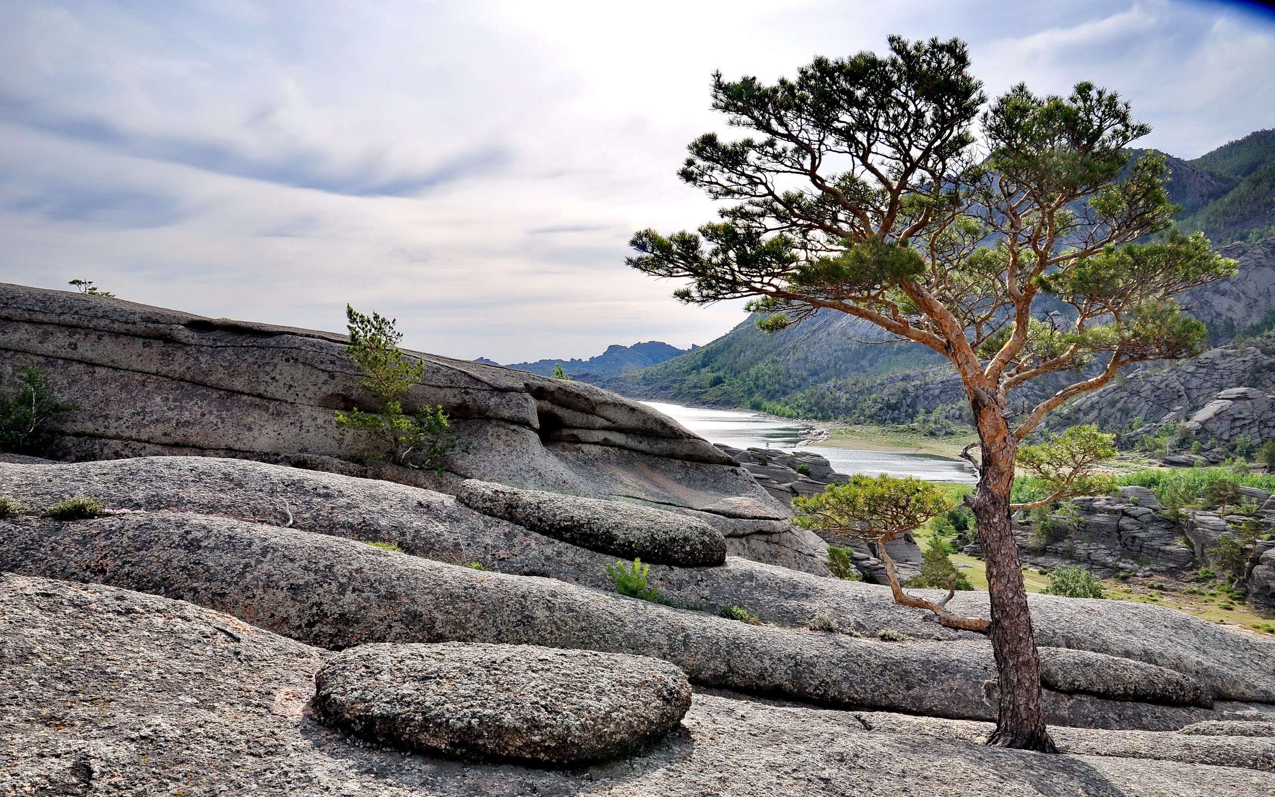 Rocky landscape with a pine tree and a lake HD Wallpaper