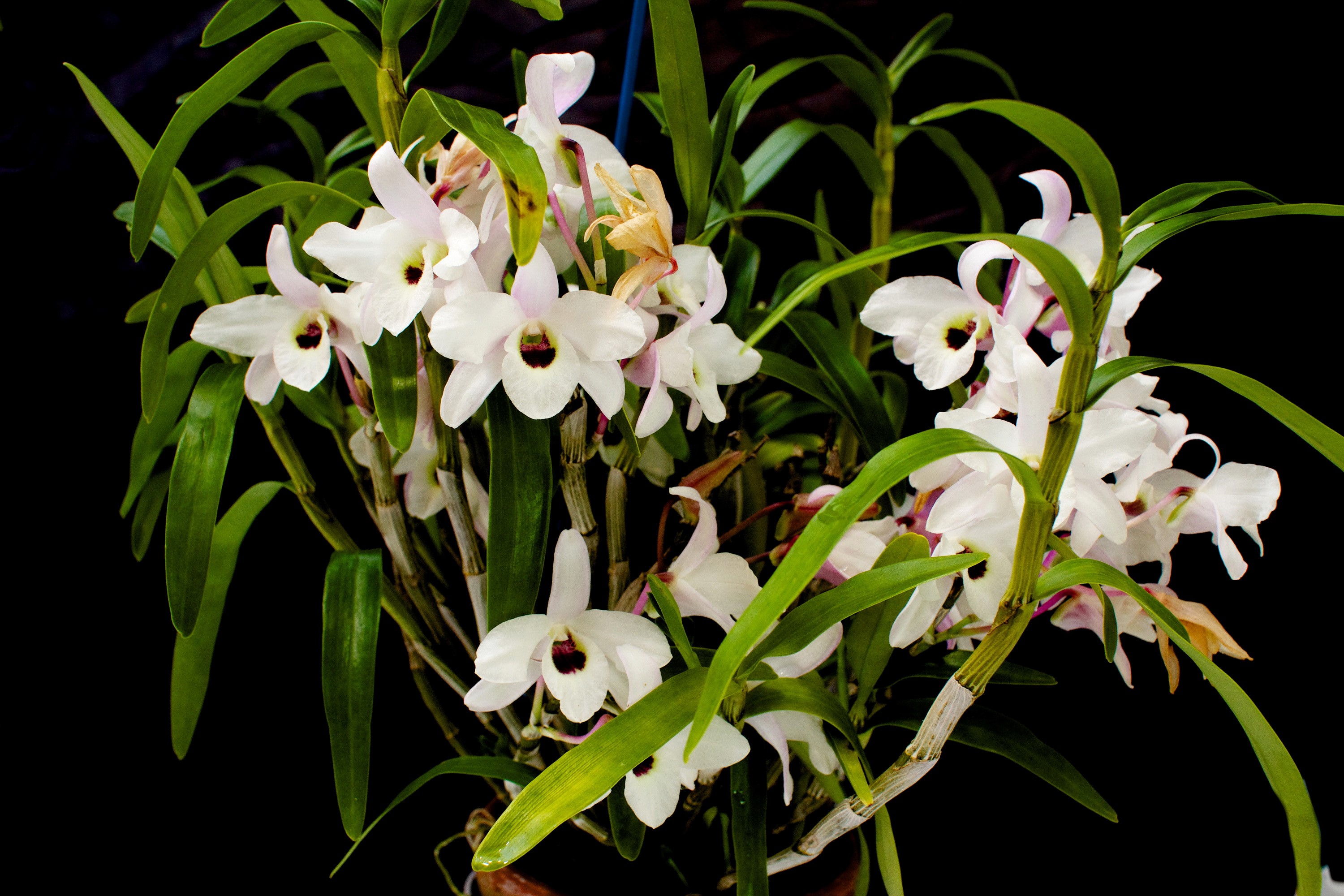 White orchids with dark centers on black background HD Wallpaper
