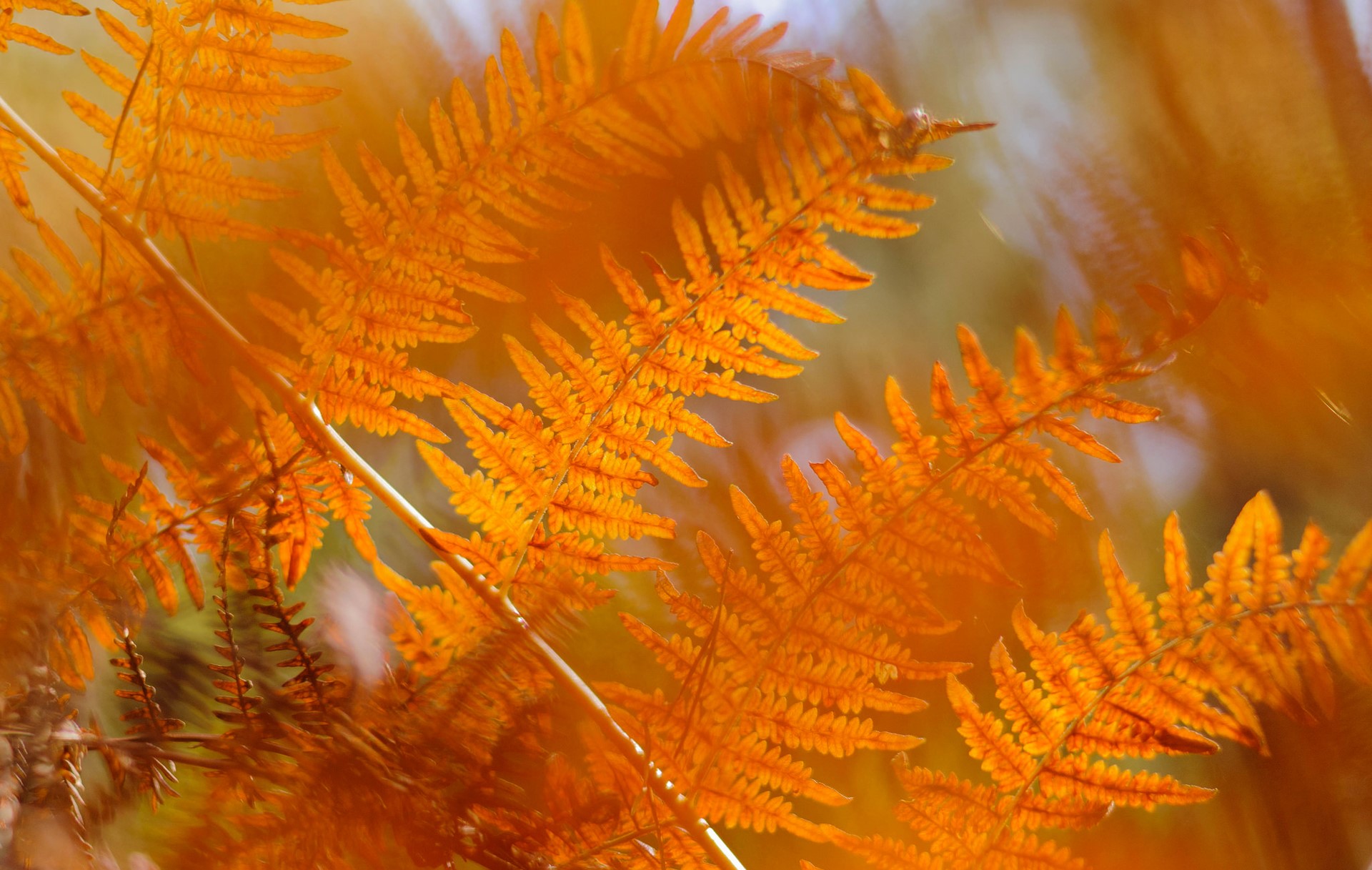 Autumn fern leaves in sunlight HD Wallpaper