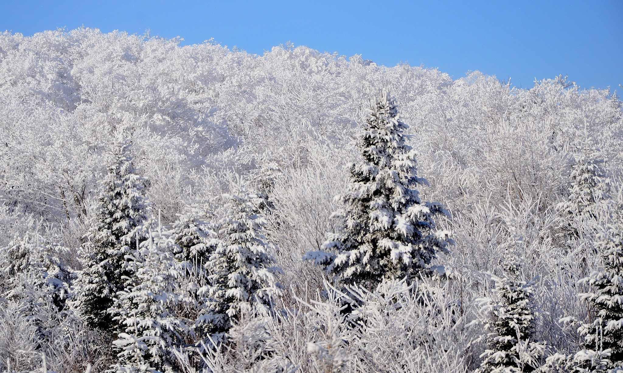 Snow-covered trees on a hill under a blue sky HD Wallpaper