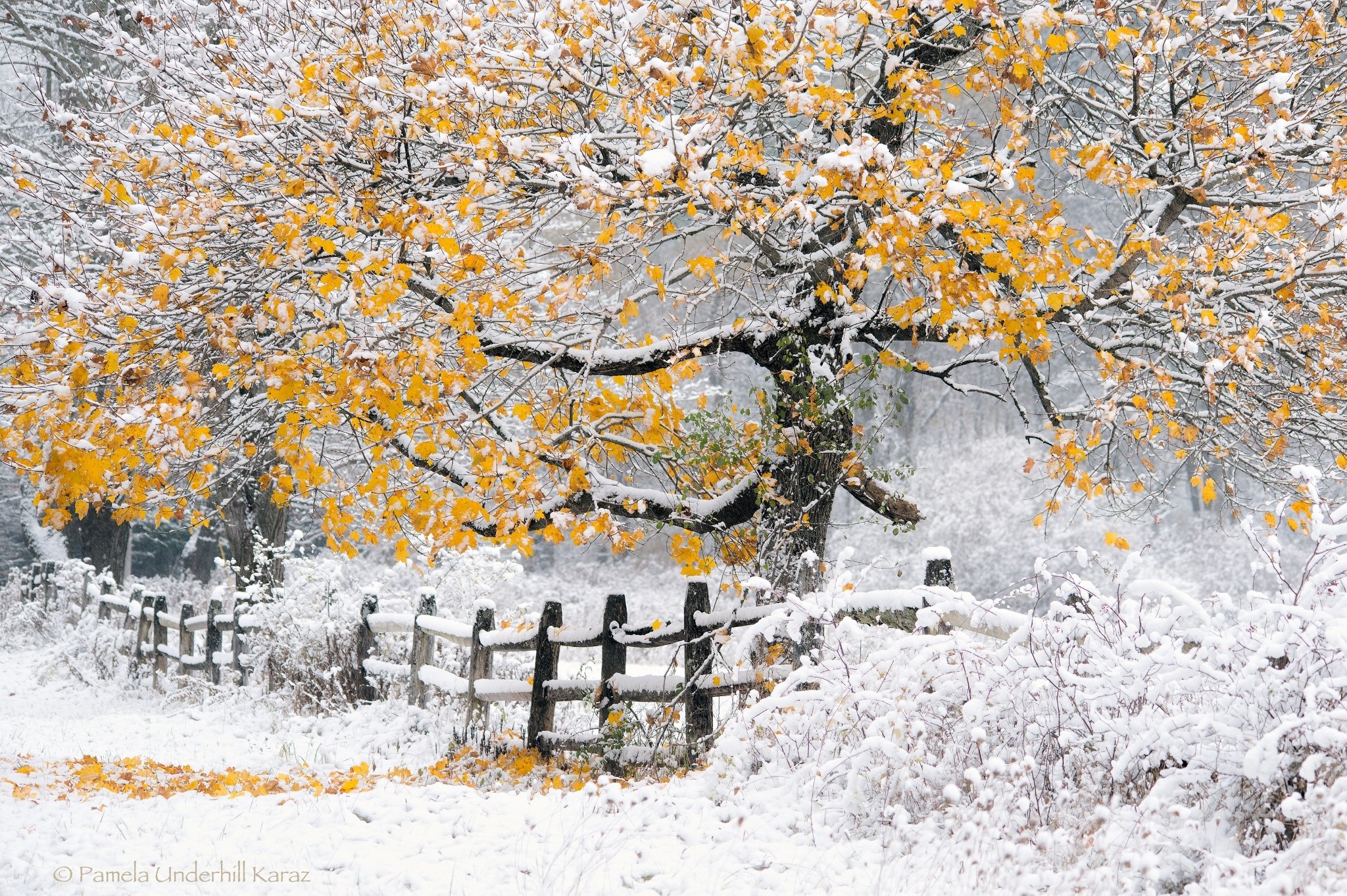 Autumn tree with yellow leaves covered in snow and a wooden fence HD Wallpaper