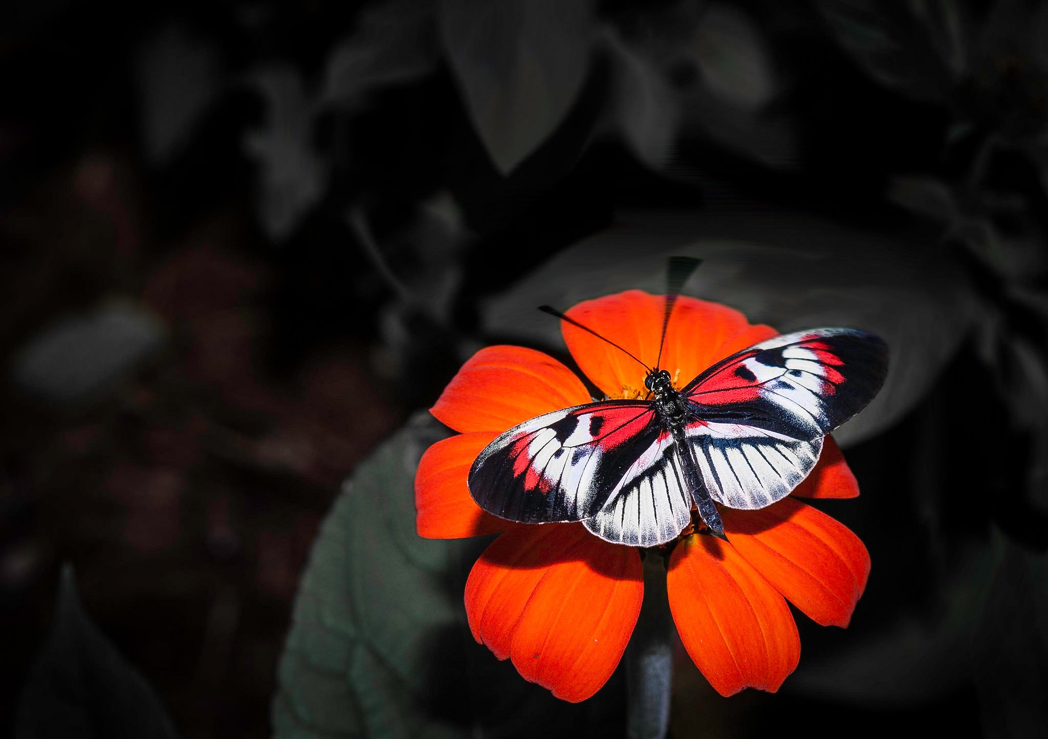 Butterfly on an orange flower HD Wallpaper