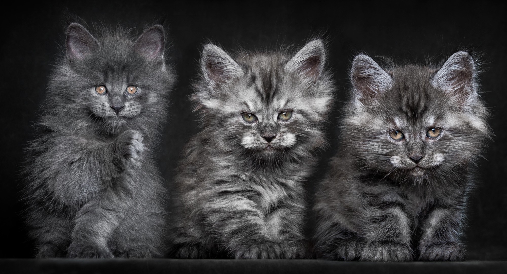 Three fluffy grey kittens sitting against a black background HD Wallpaper