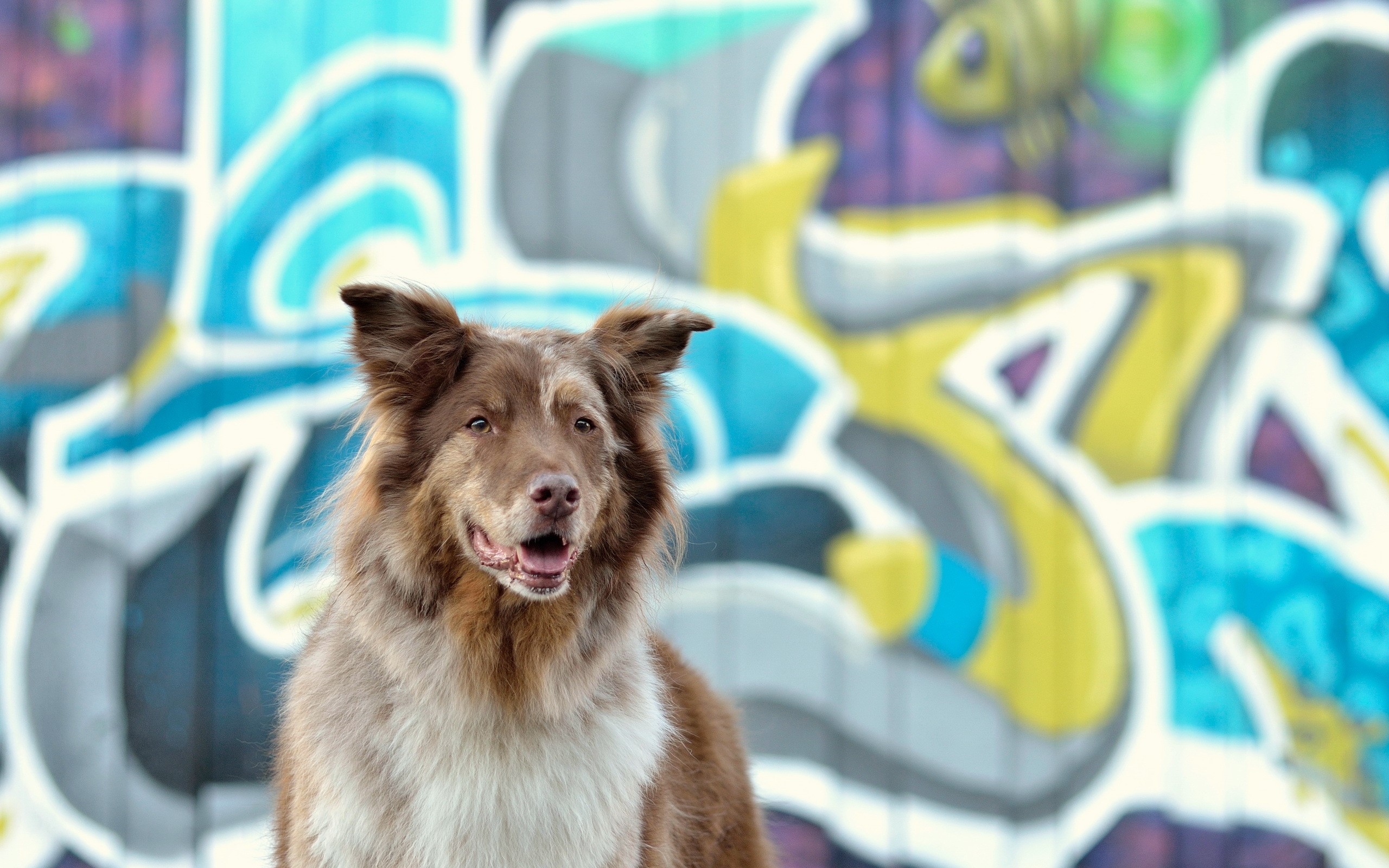 Brown Border Collie in front of graffiti wall HD Wallpaper