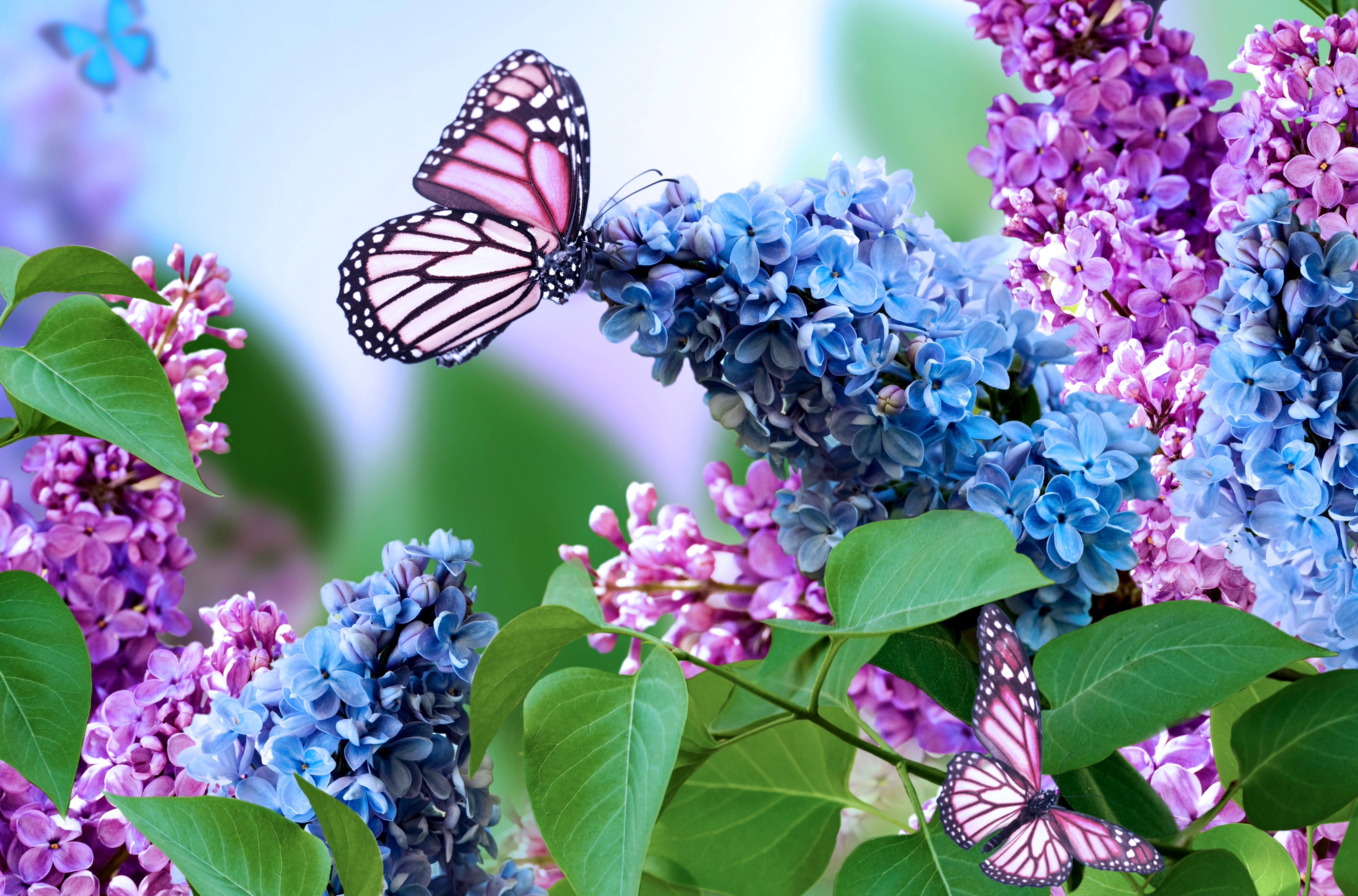 4K Lilac and Butterflies Closeup HD Wallpaper