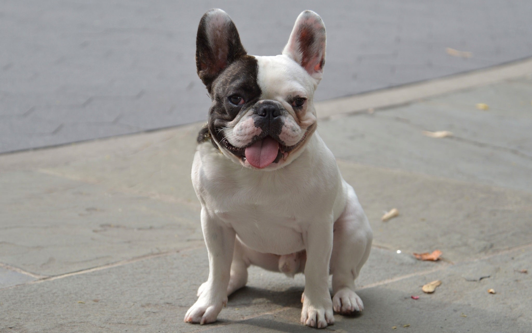 French Bulldog sitting on pavement HD Wallpaper