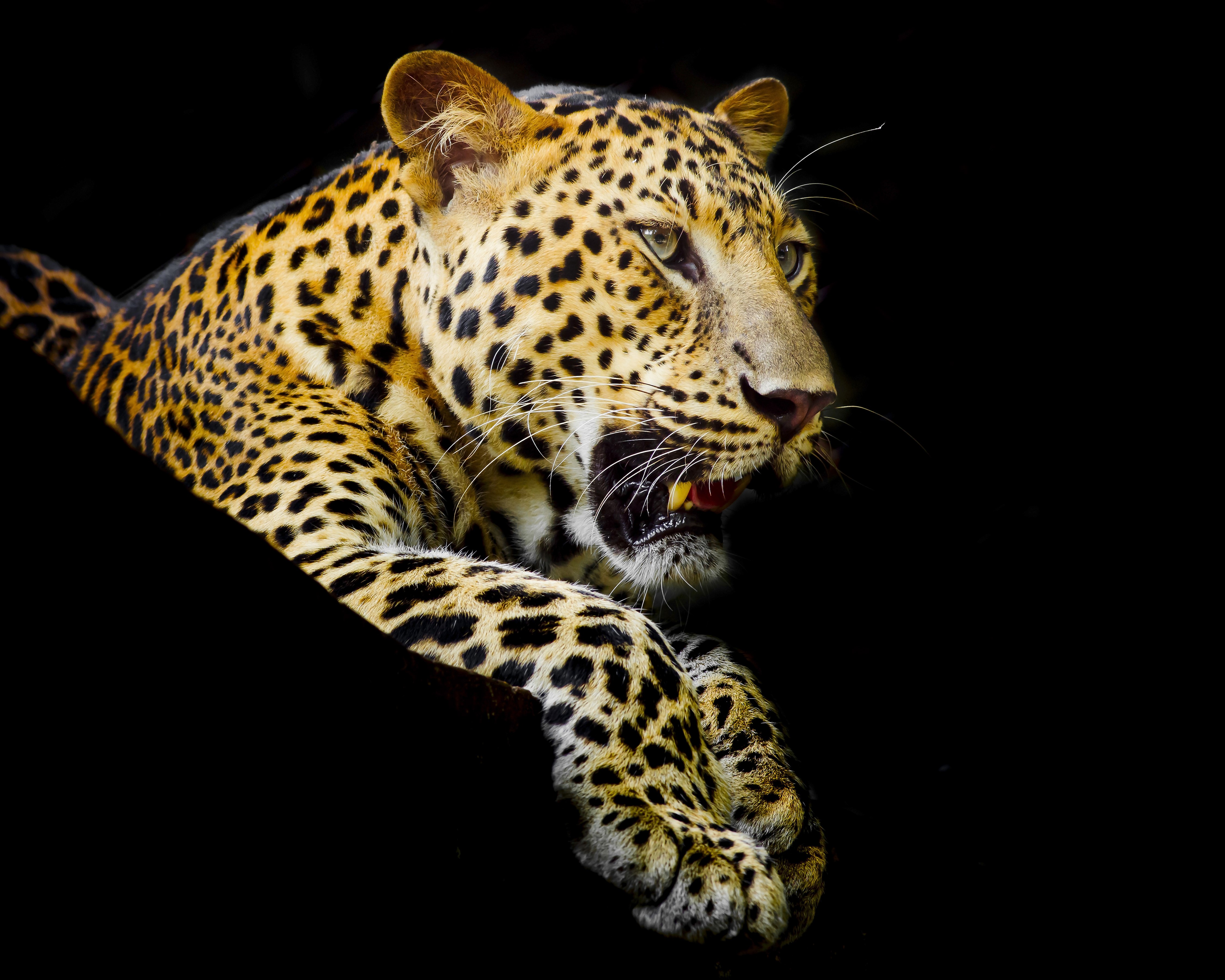 Leopard with open mouth on black background HD Wallpaper