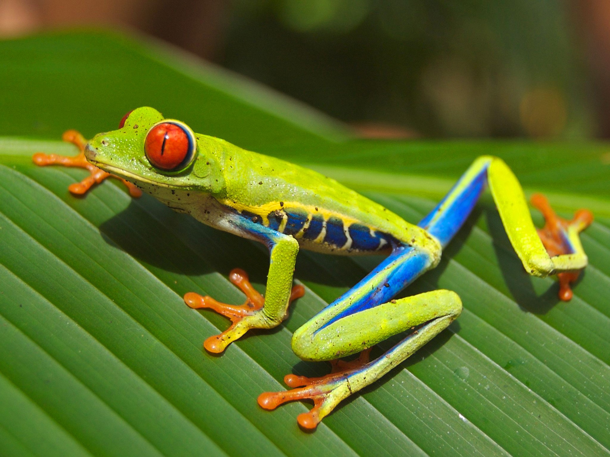 Red-eyed tree frog on a green leaf HD Wallpaper