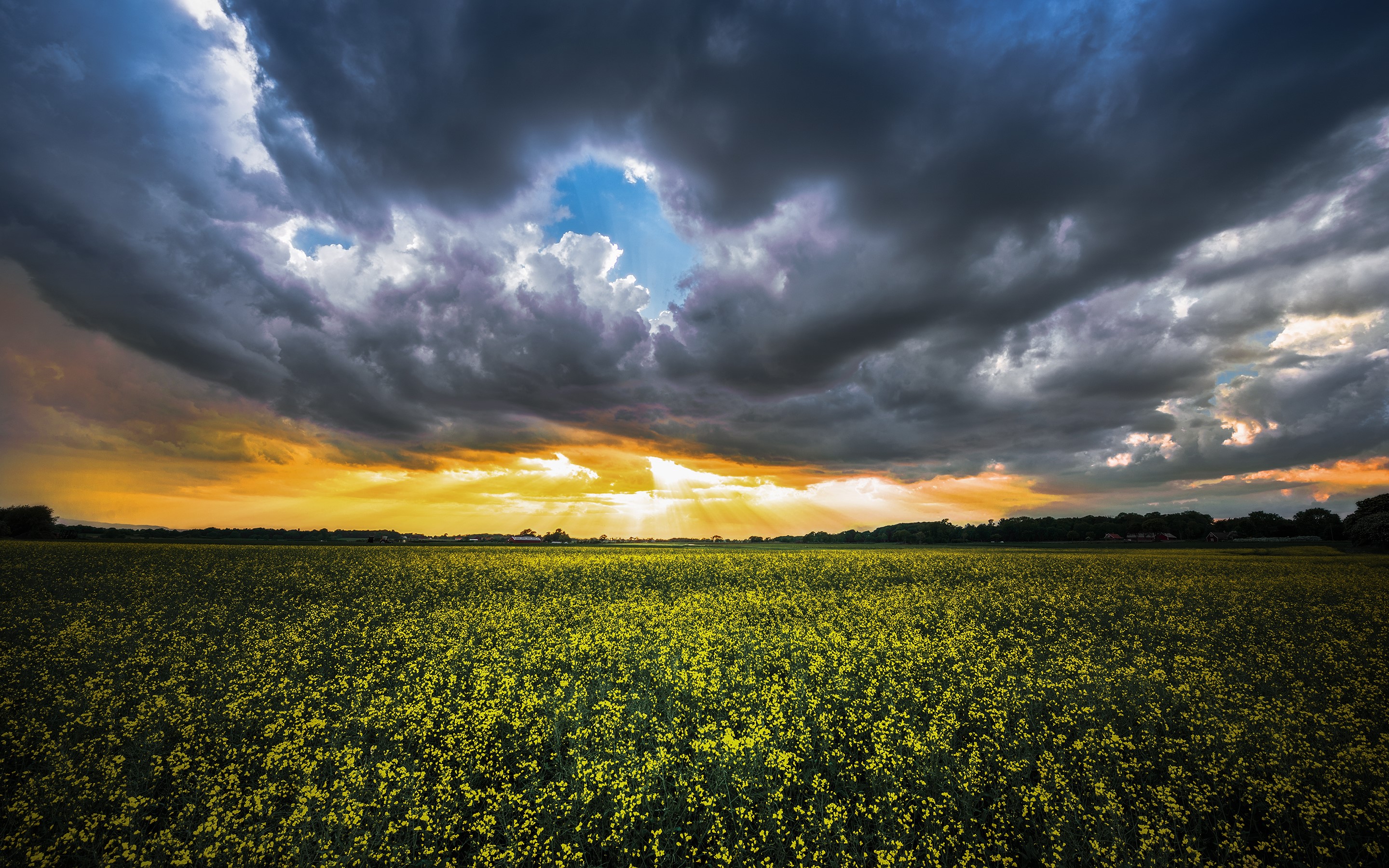 Field of yellow flowers under stormy sunset clouds HD Wallpaper