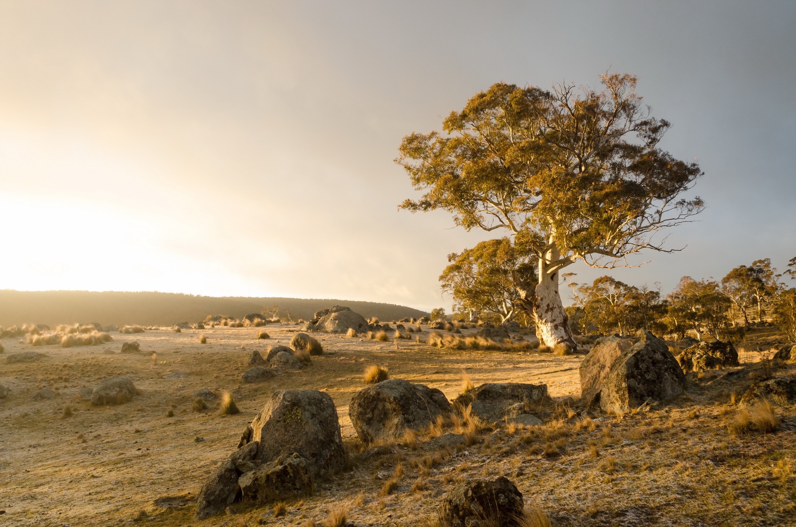 Rocky landscape with eucalyptus trees at sunrise HD Wallpaper