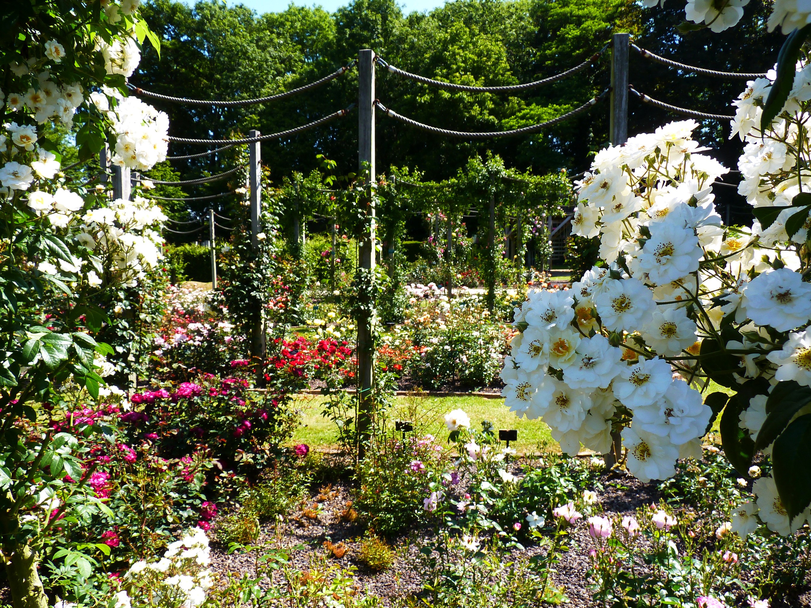 Roseraie Coloma Gardens in Belgium with Roses HD Wallpaper