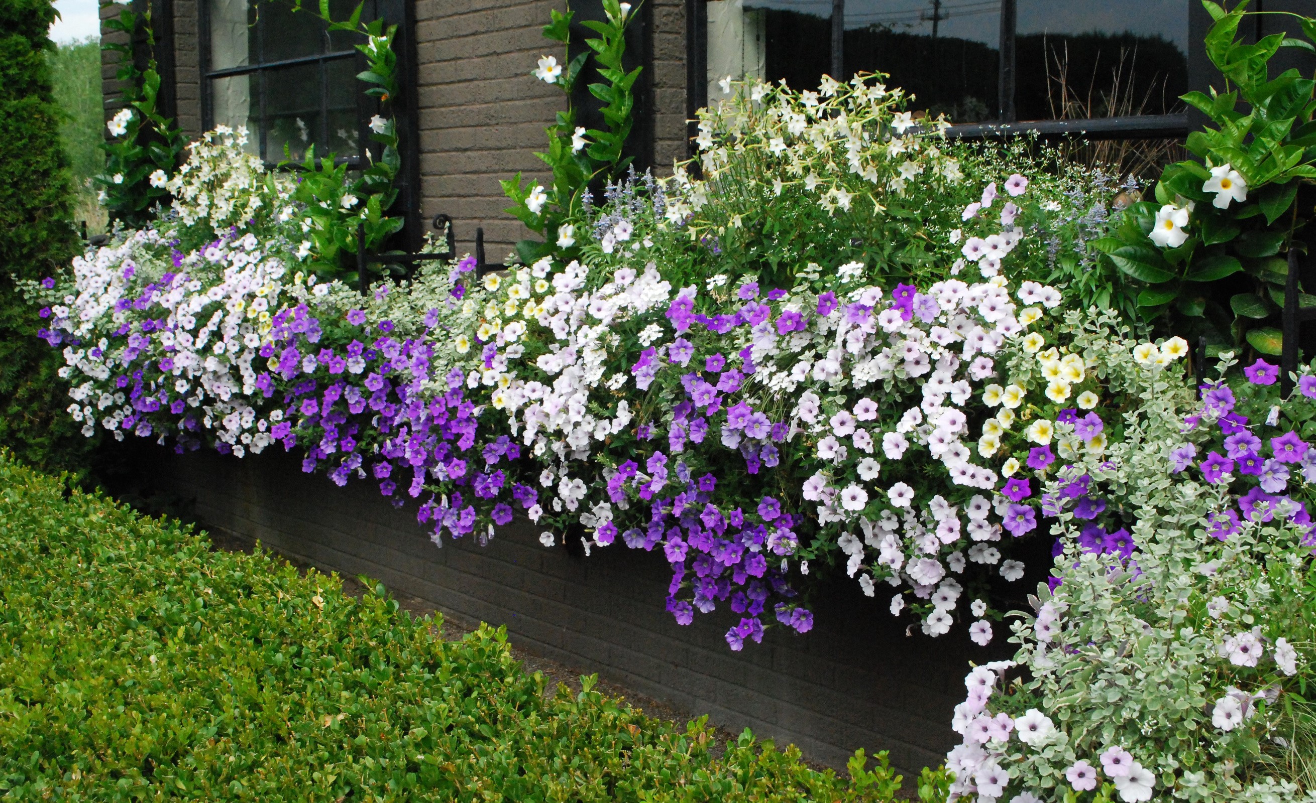 Window box filled with purple and white petunias HD Wallpaper