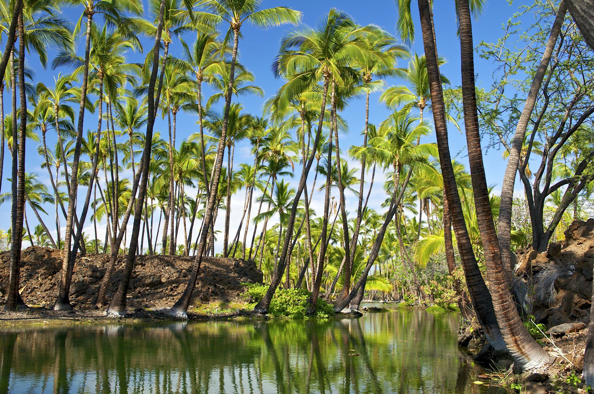 Palm trees reflected in a tropical river in Hawaii HD Wallpaper