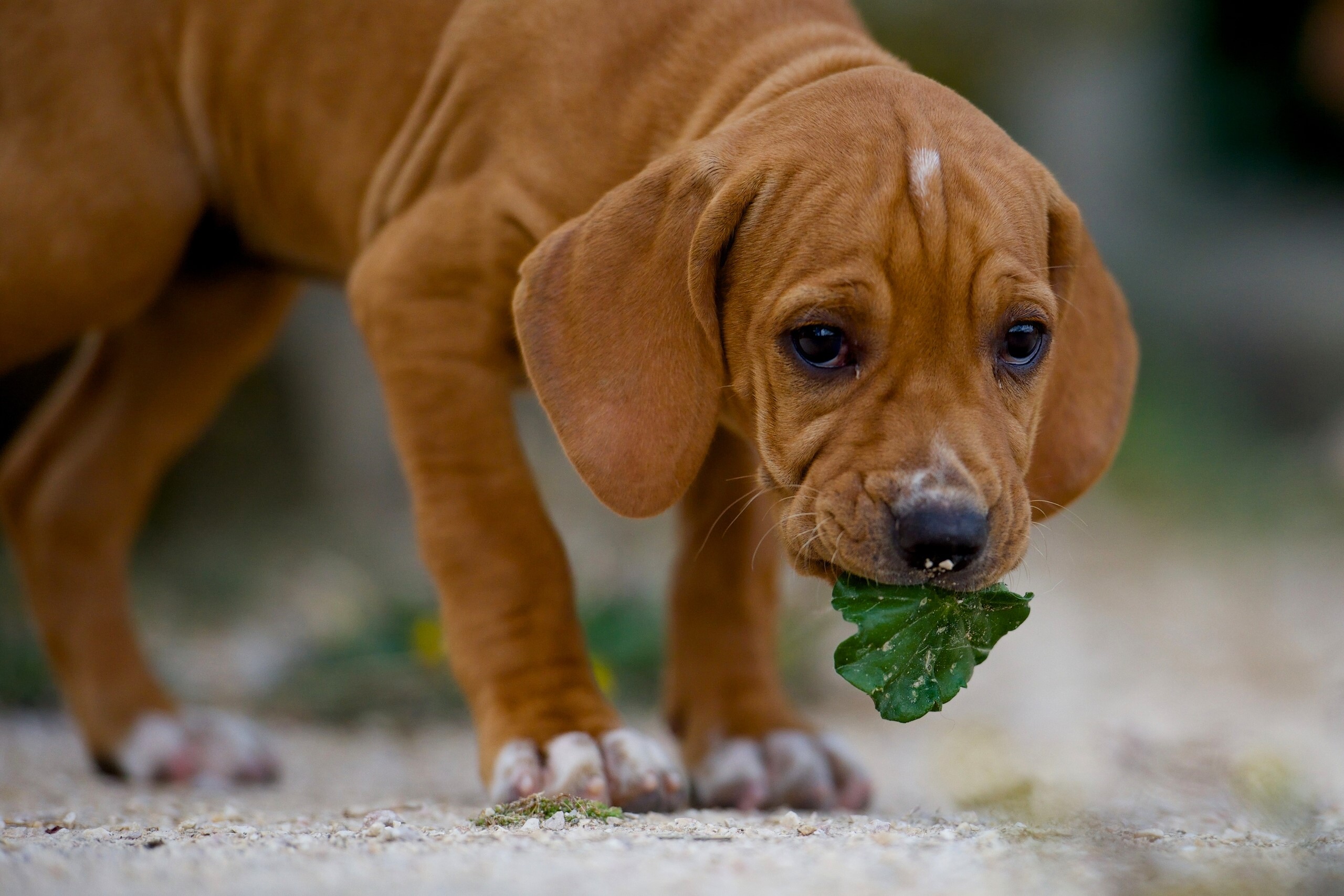 Rhodesian Ridgeback puppy chewing a green leaf HD Wallpaper