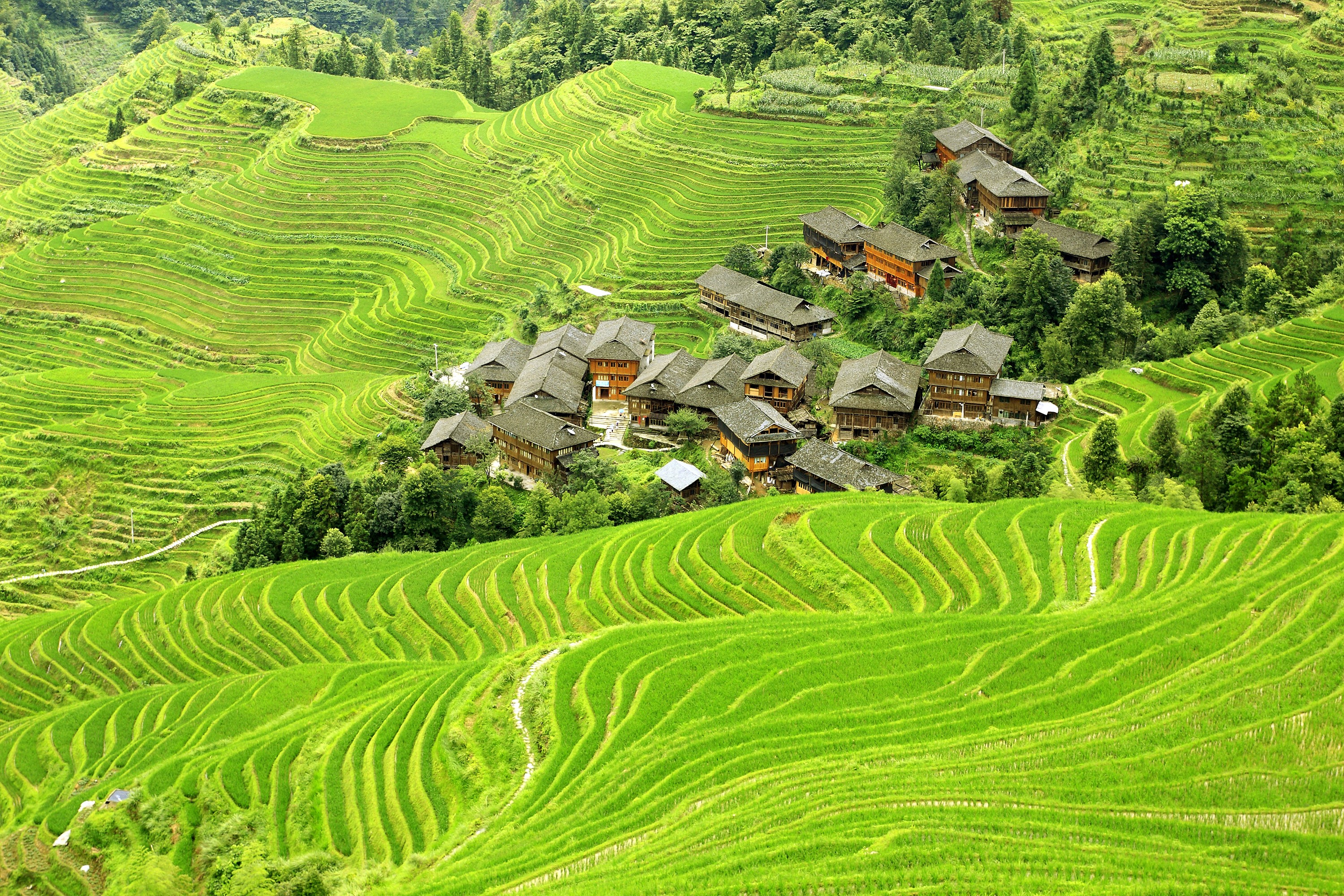 Terraced Rice Fields and Village in China HD Wallpaper