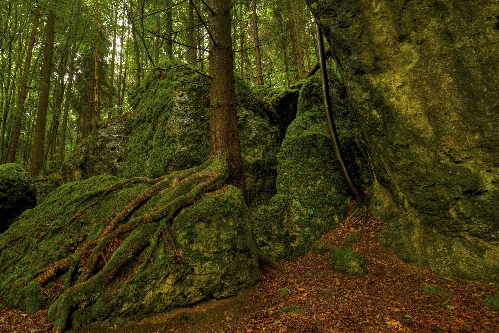 Moss-covered rocks and trees in a forest HD Wallpaper