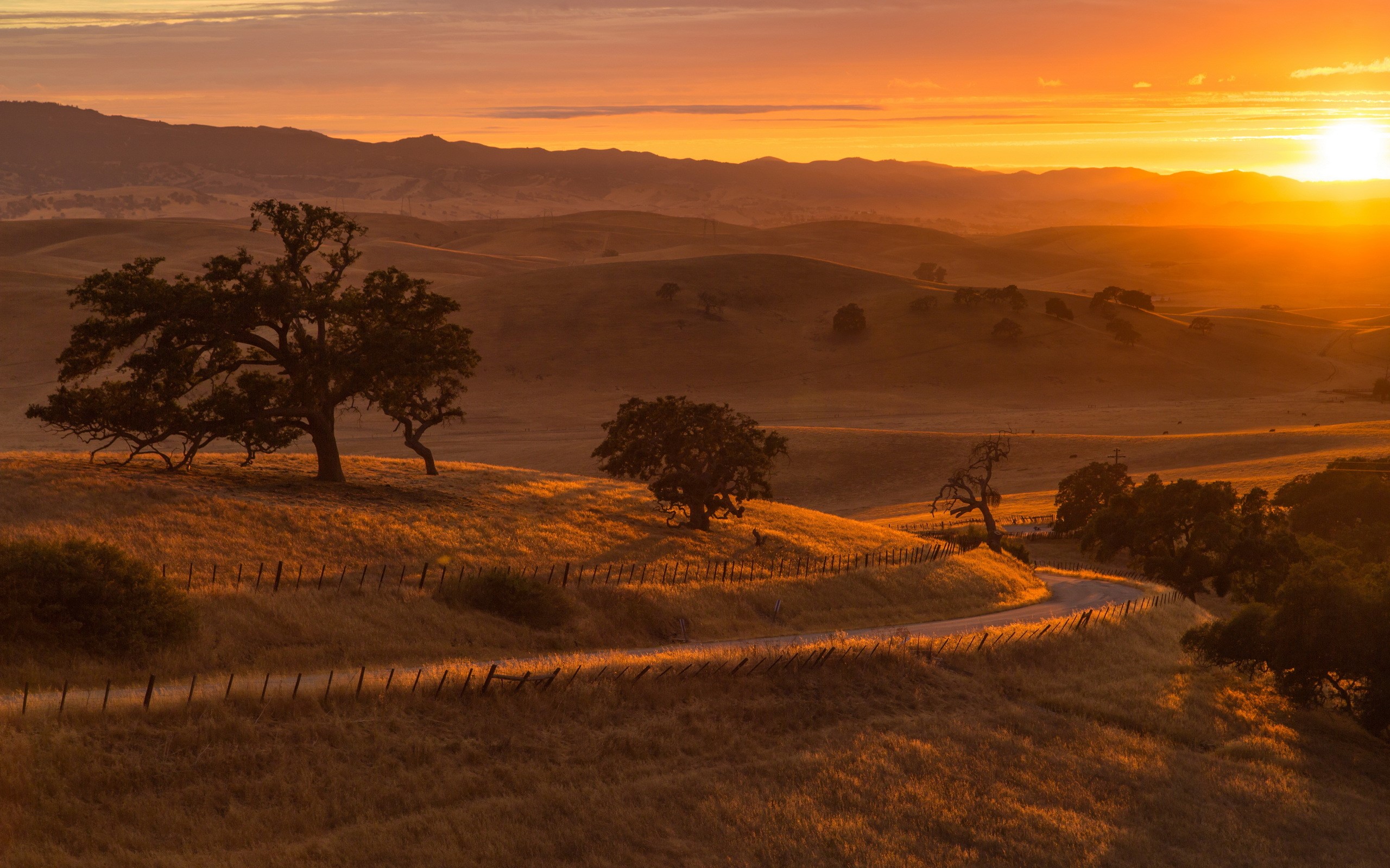 Golden sunset over rolling hills with trees and a road HD Wallpaper