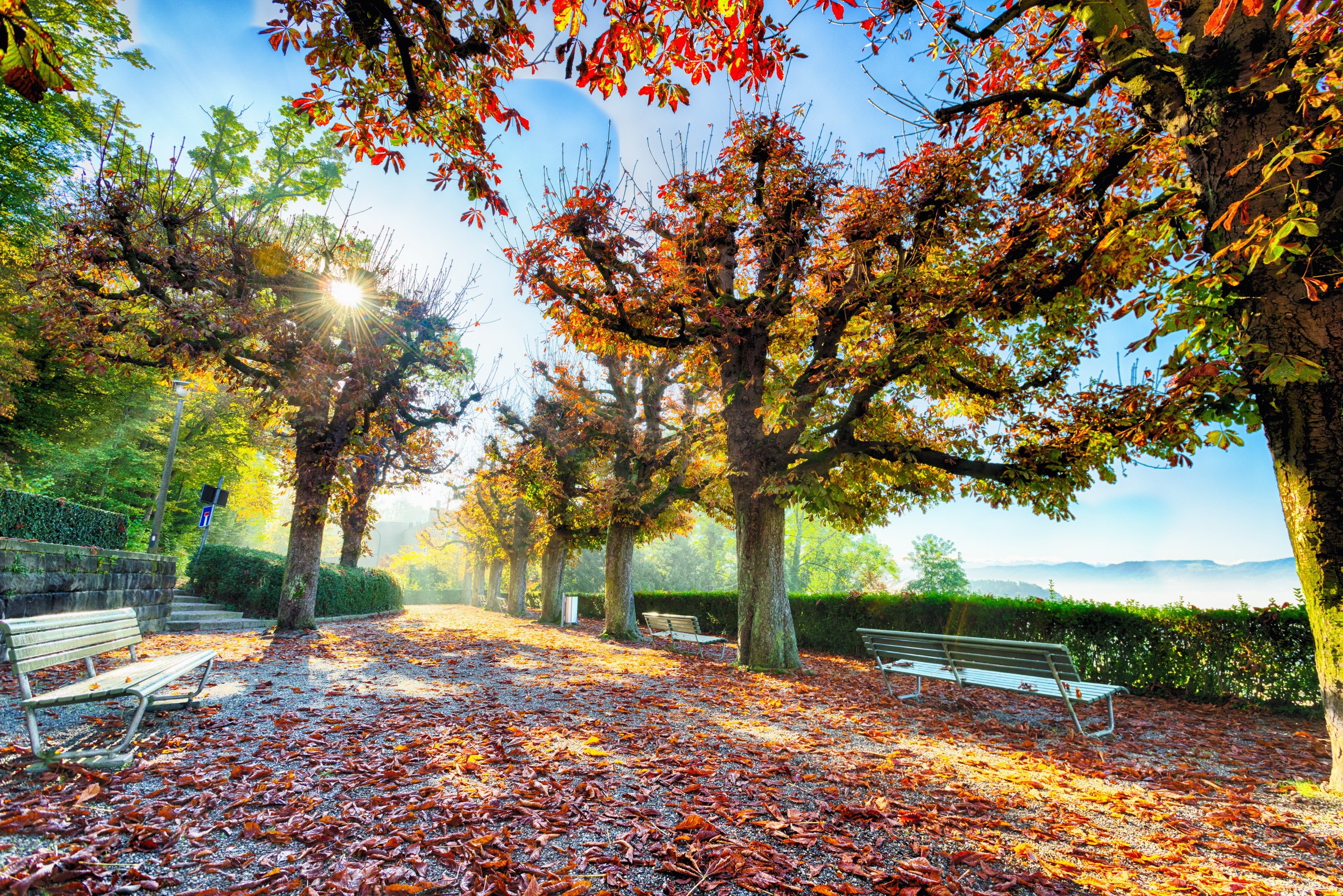 Autumn park with trees, benches, and fallen leaves HD Wallpaper