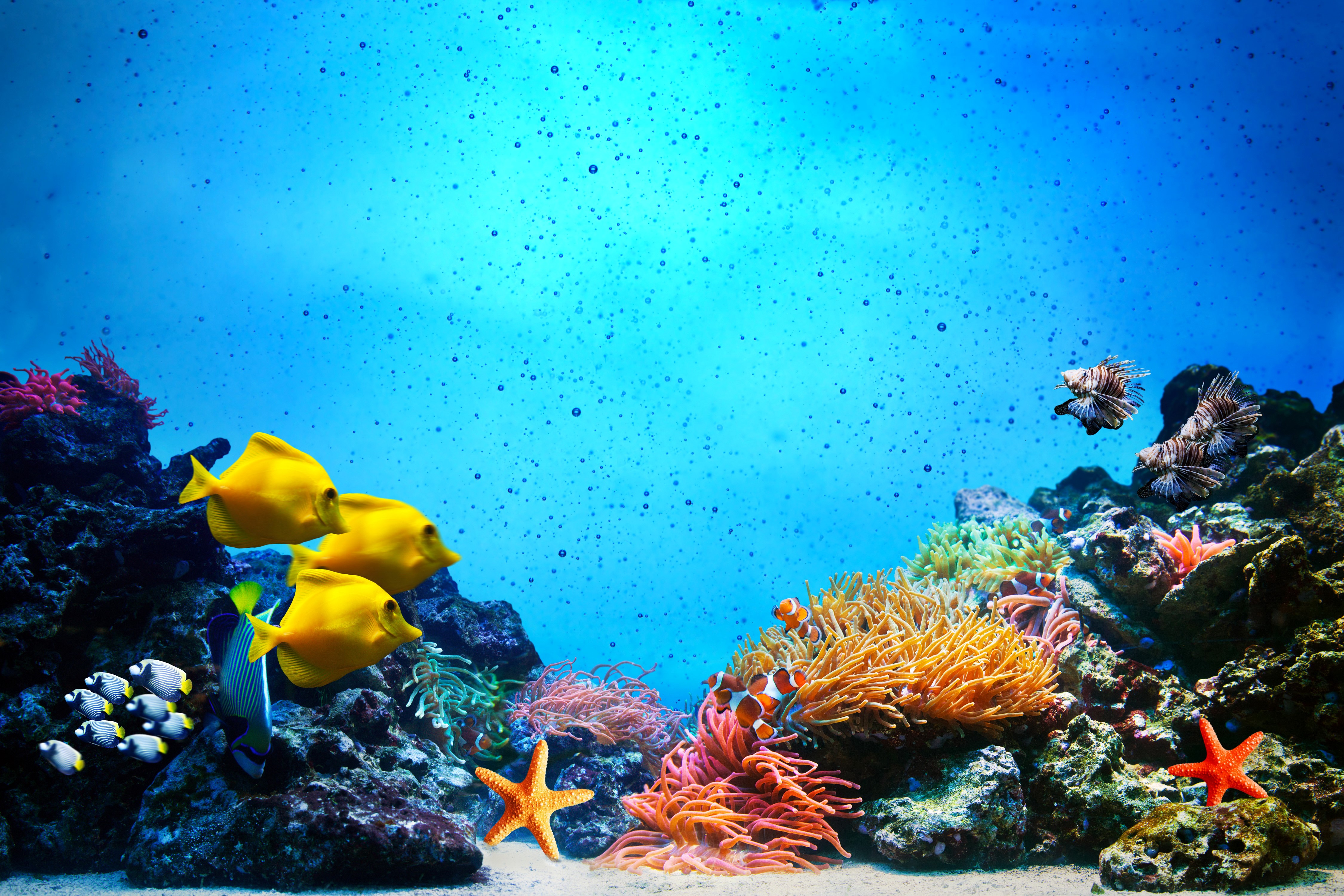 Underwater world with fish and corals HD Wallpaper