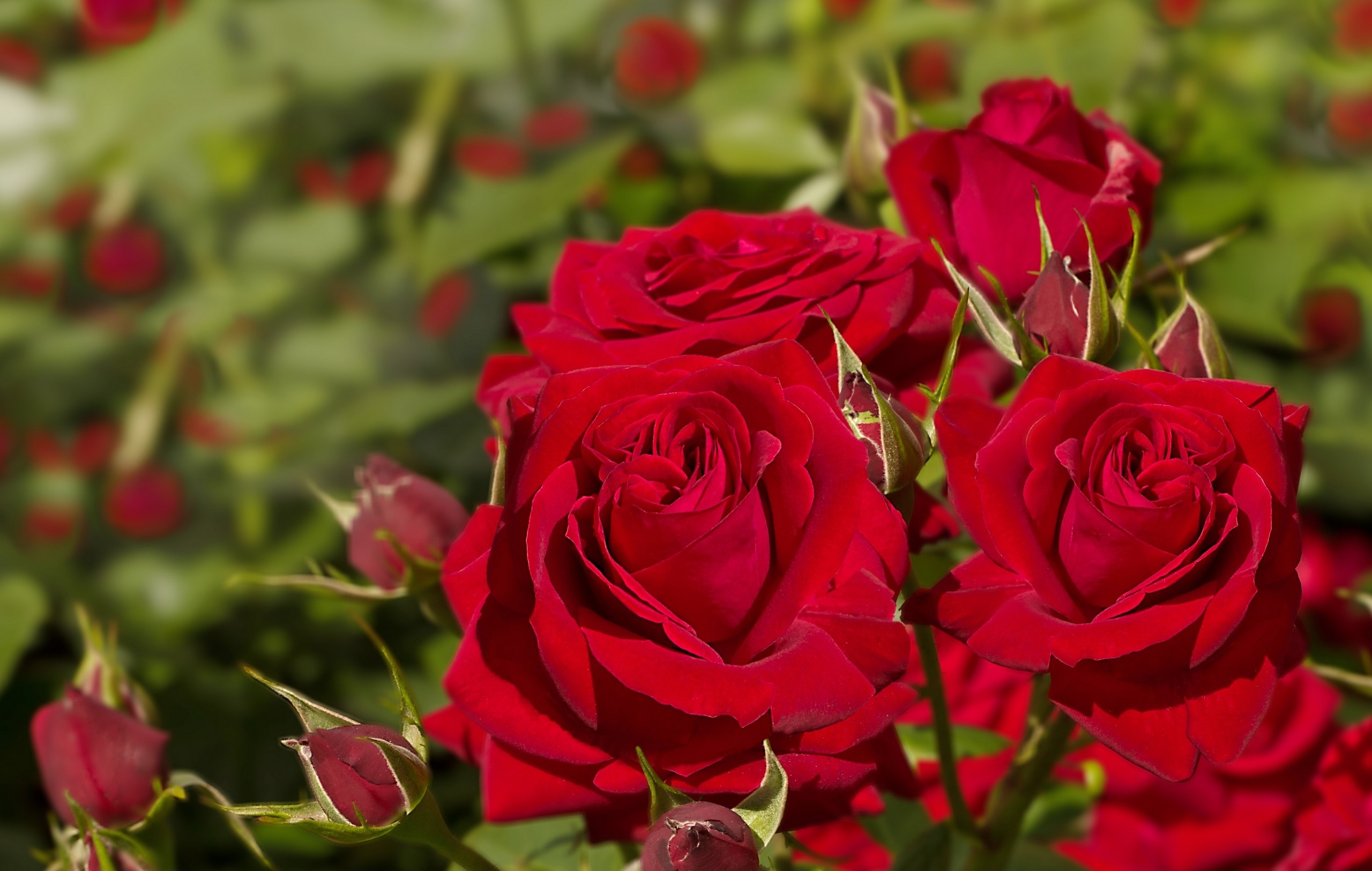 Close-up of Red Roses and Buds HD Wallpaper