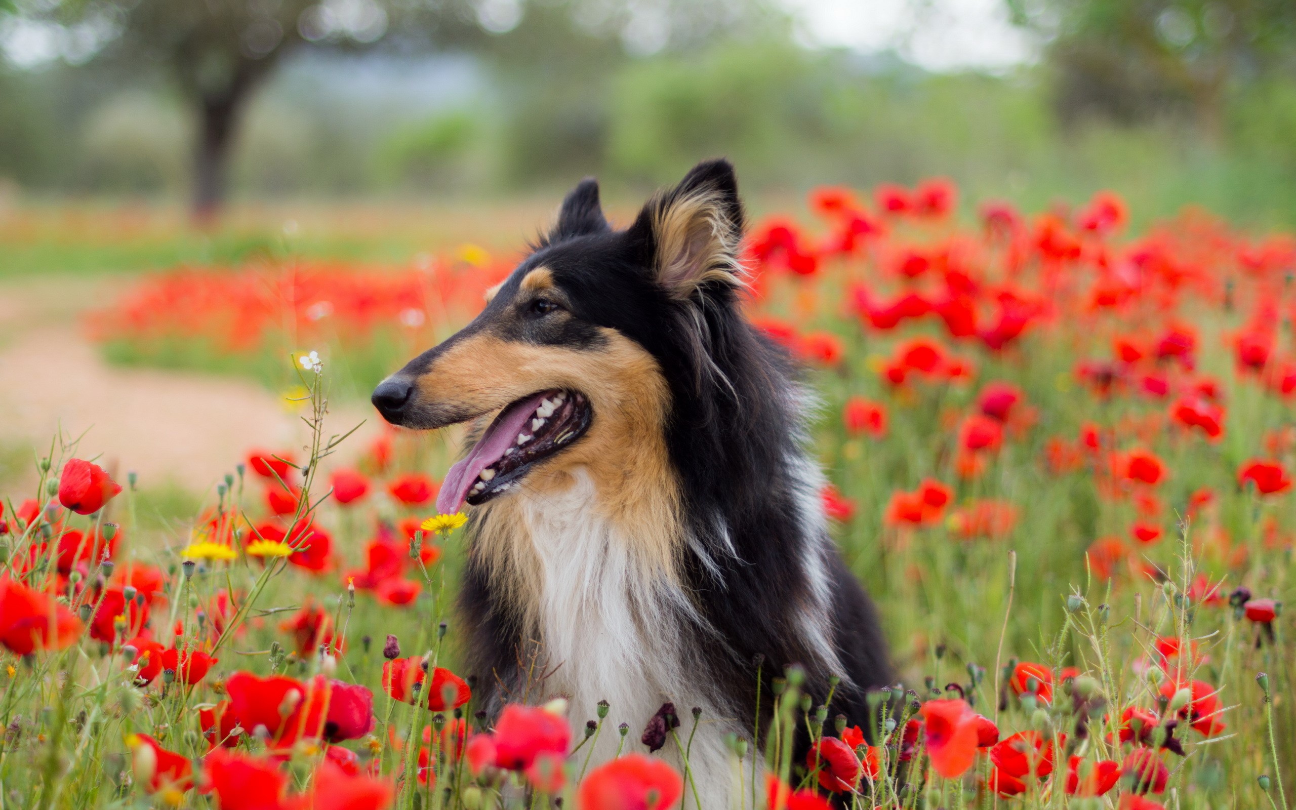 Collie dog in a field of poppies HD Wallpaper