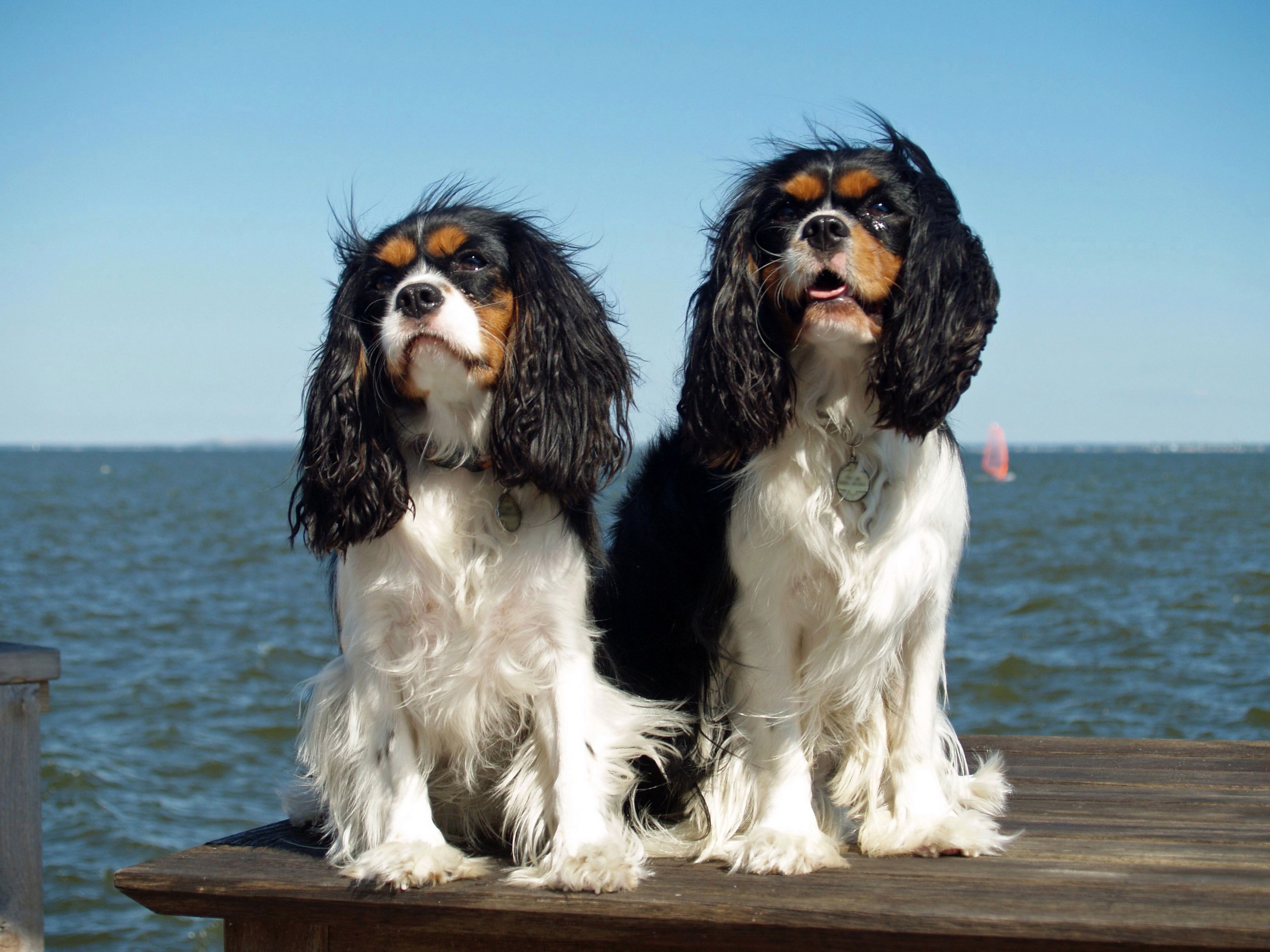Two Cavalier King Charles Spaniels by the Water HD Wallpaper
