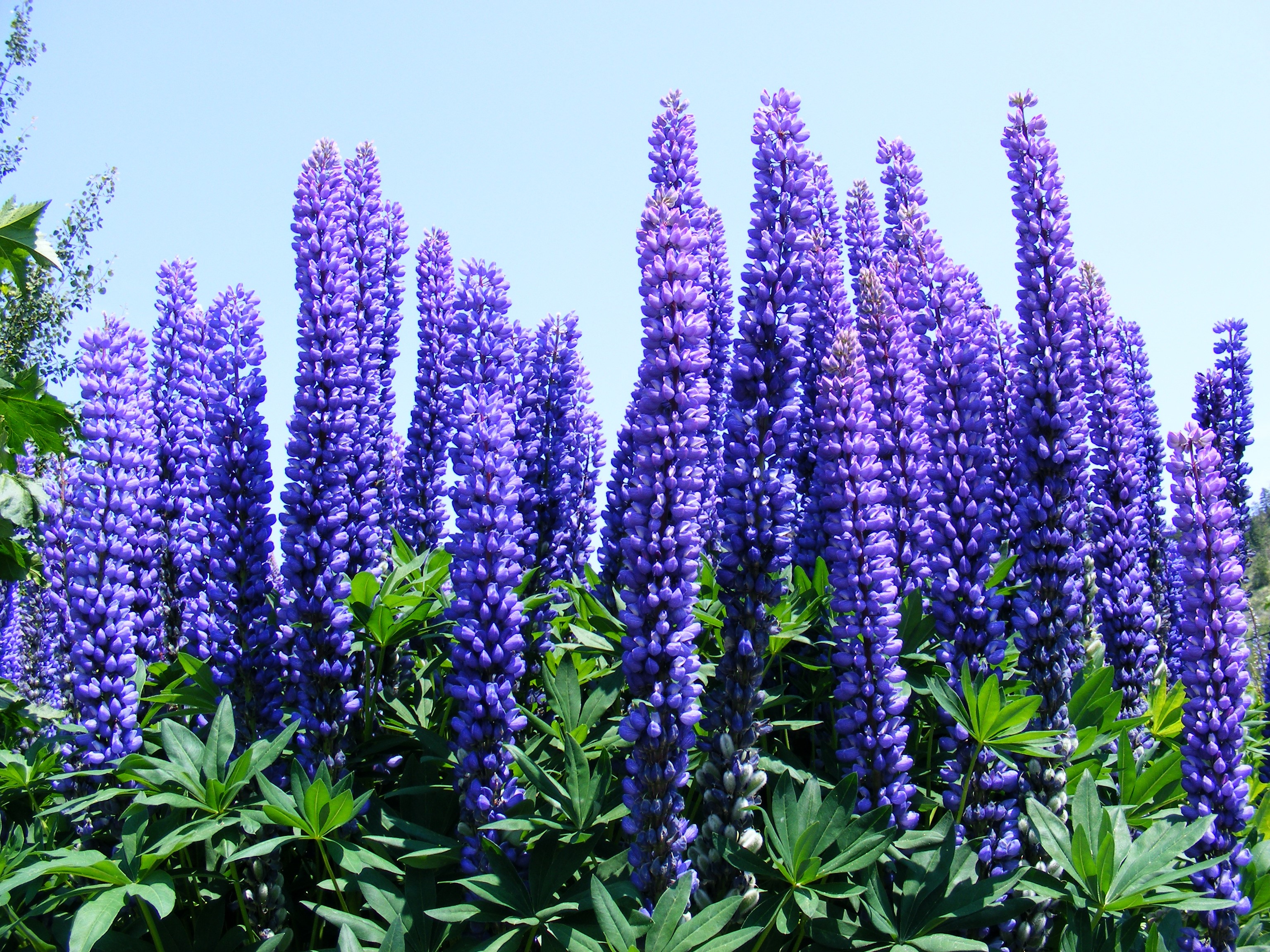 Purple Lupine Flowers in Bloom HD Wallpaper