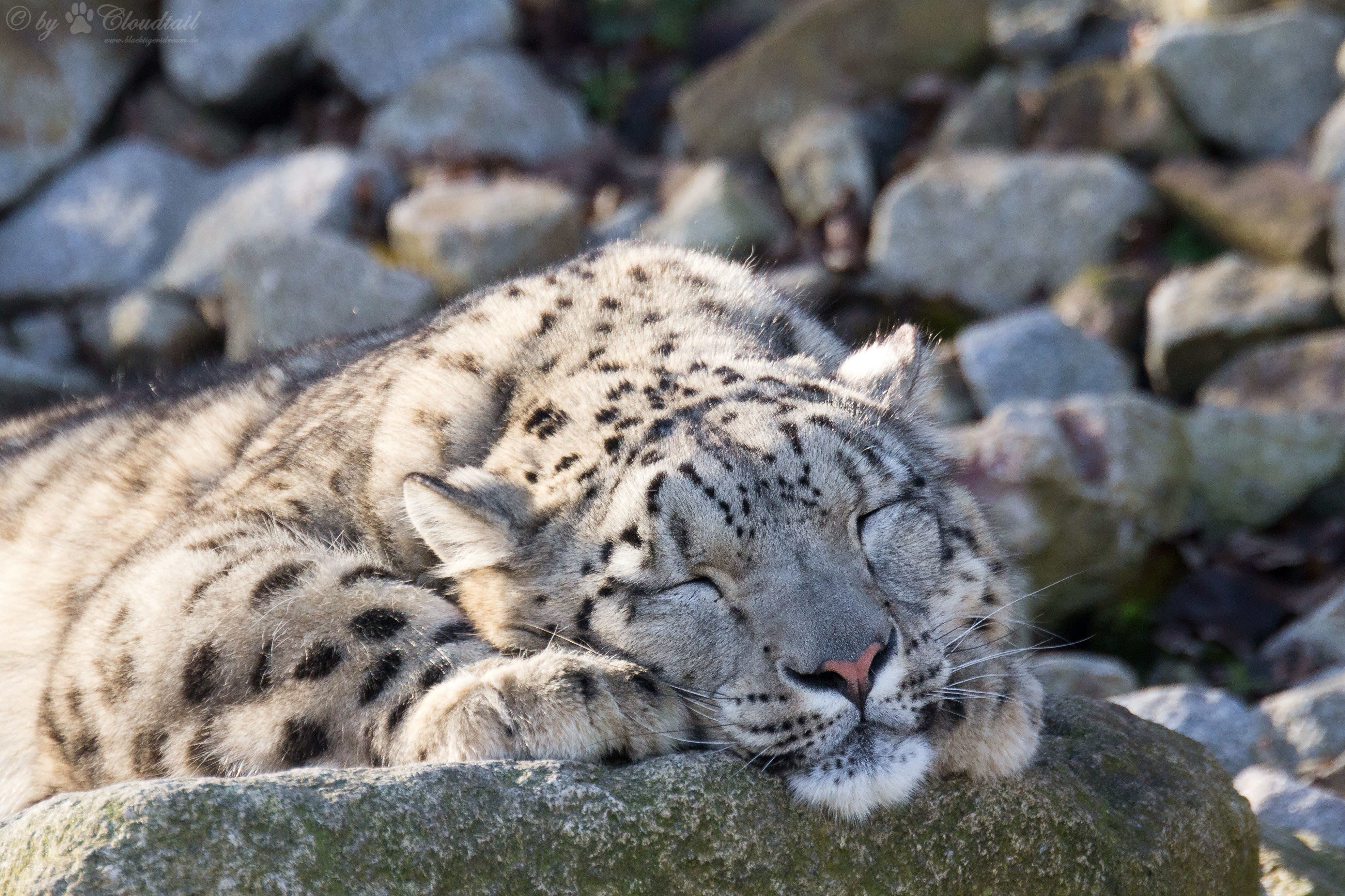 Snow leopard sleeping on rocks HD Wallpaper