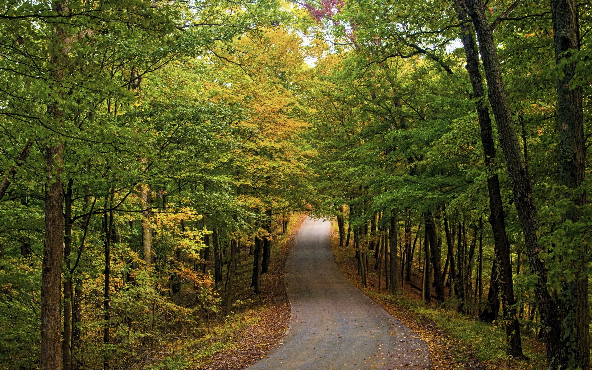 Road through an autumn forest with colorful trees HD Wallpaper