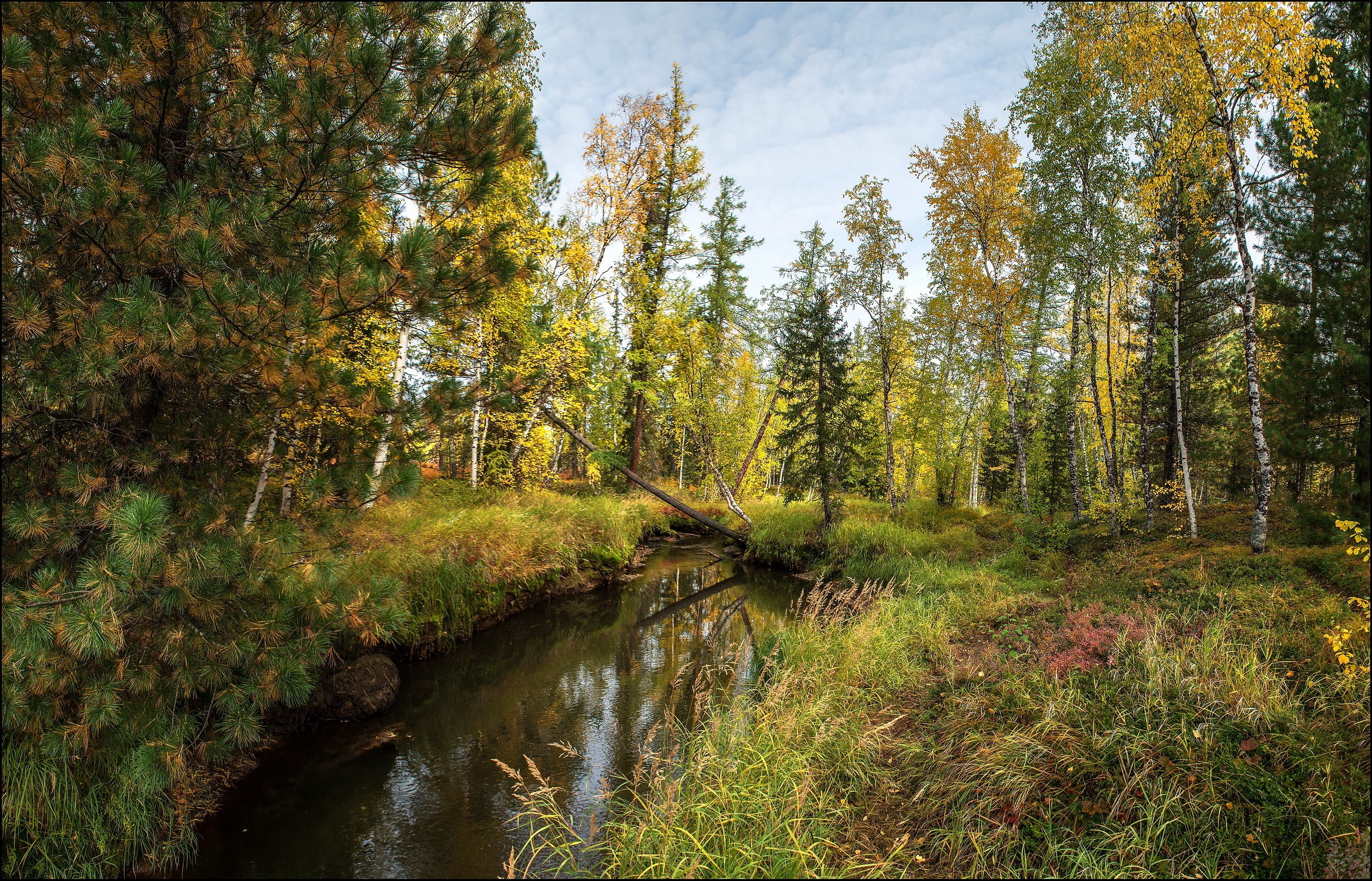 Autumn forest with a stream HD Wallpaper