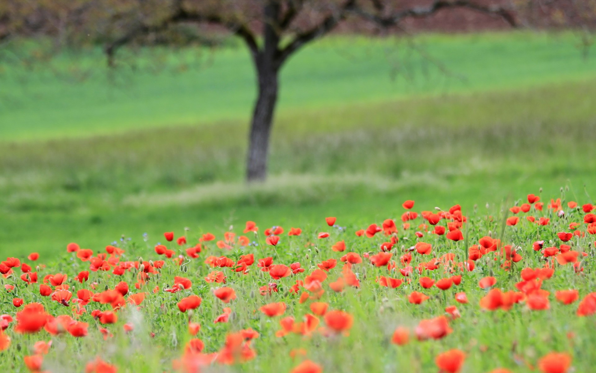 Field of red poppies with a tree in the background HD Wallpaper