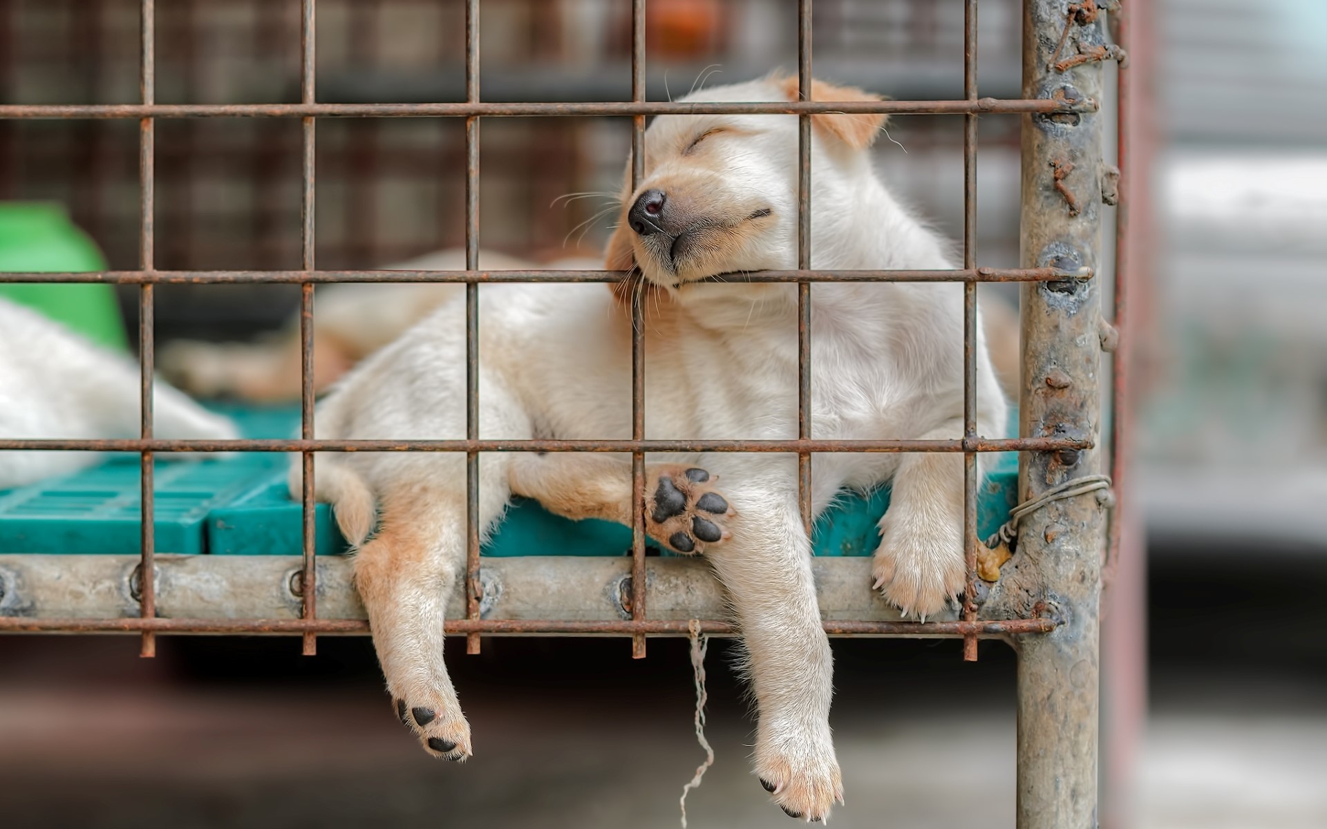 Puppy sleeping in a cage HD Wallpaper