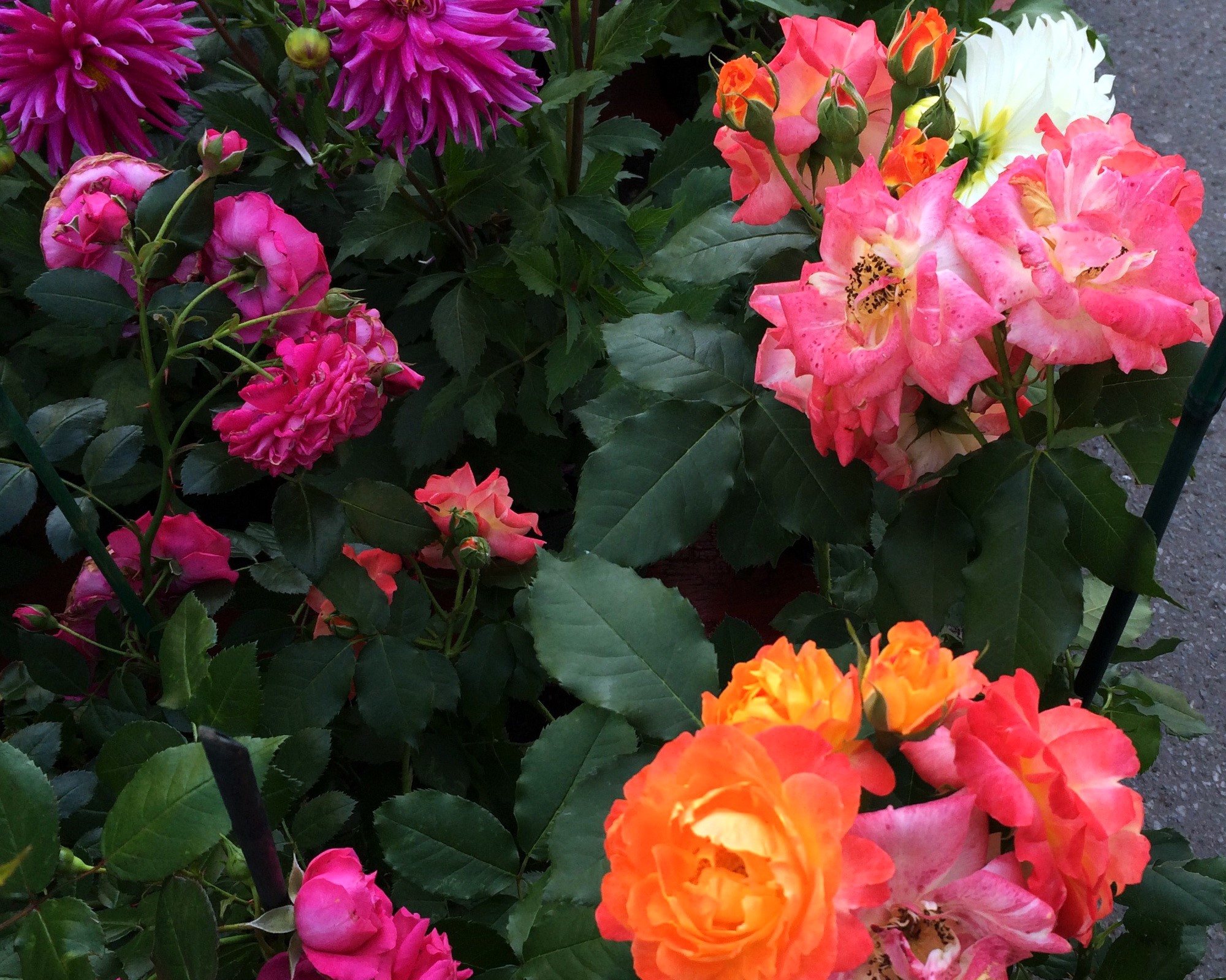 Pink and orange roses with dahlias HD Wallpaper