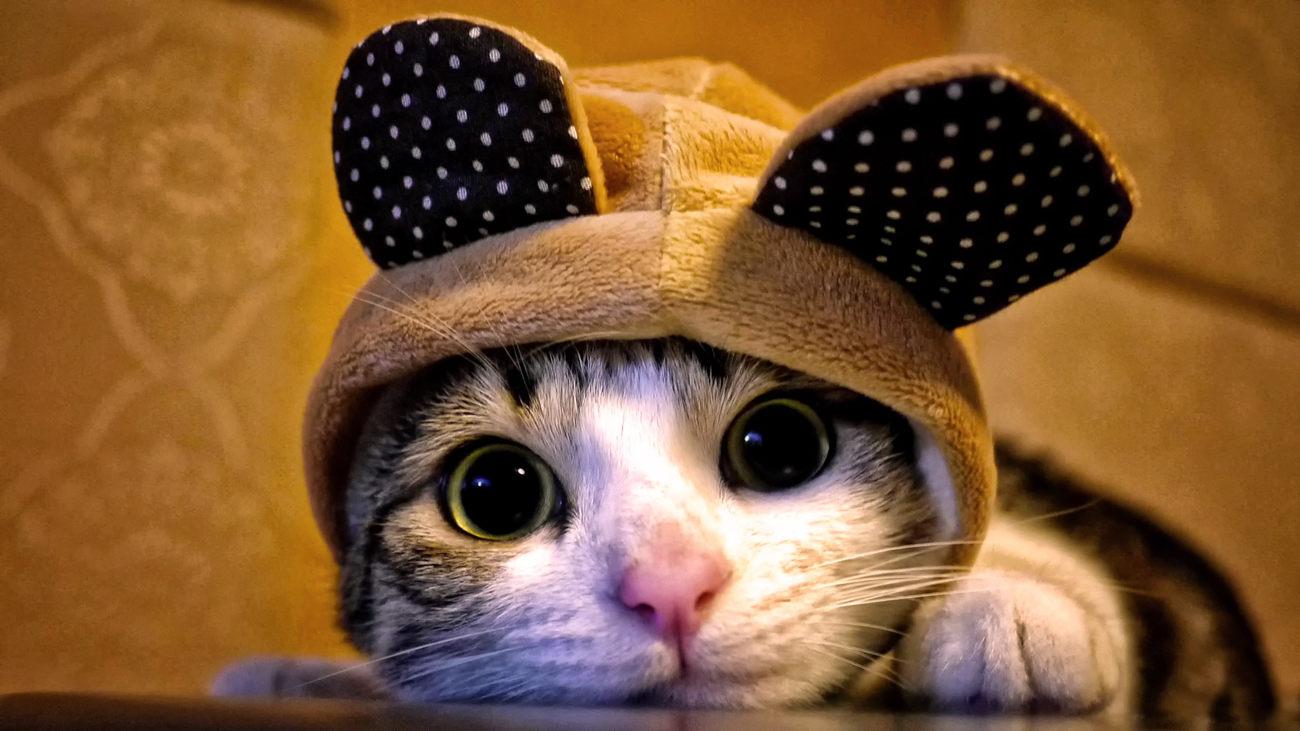 Cat wearing a winter hat with ears HD Wallpaper