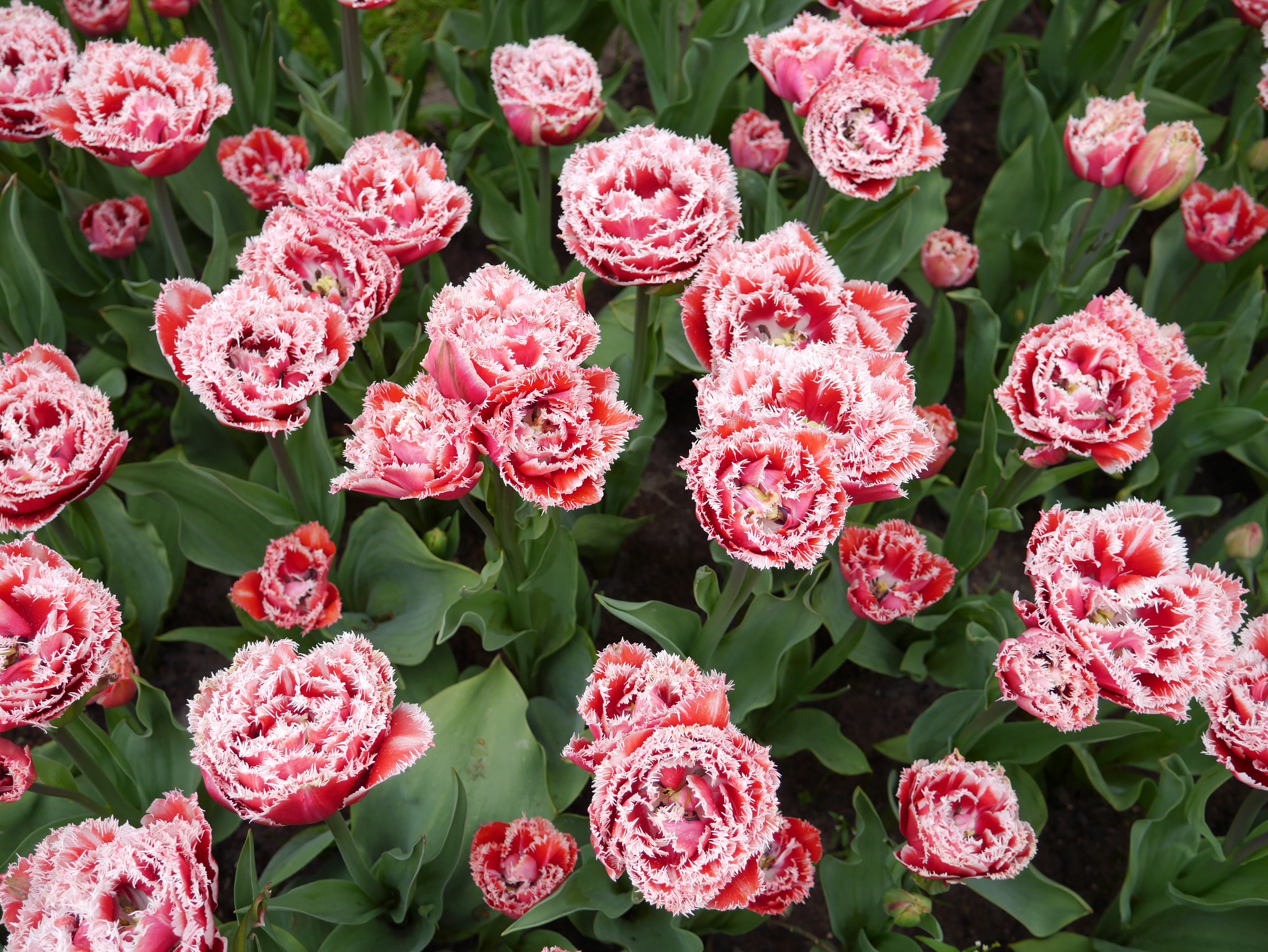 4K Tulips Closeup HD Wallpaper