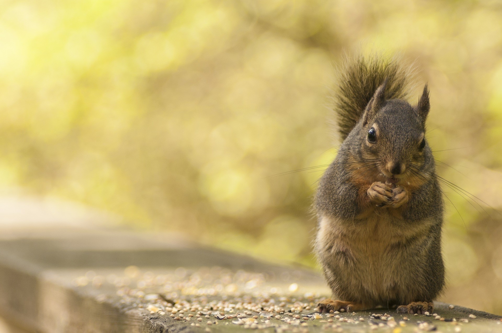 Squirrel eating seeds on a wooden surface HD Wallpaper