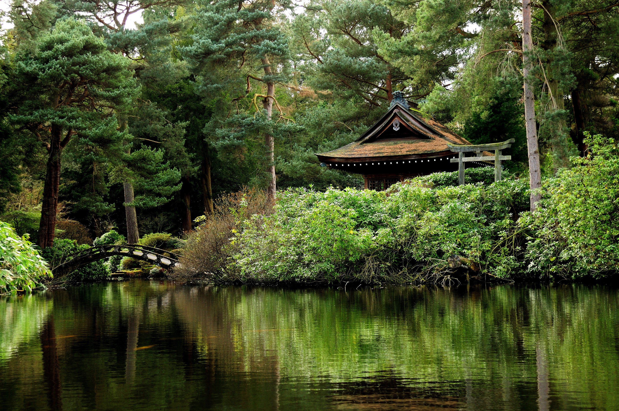 Japanese garden with pond, bridge, and pagoda HD Wallpaper