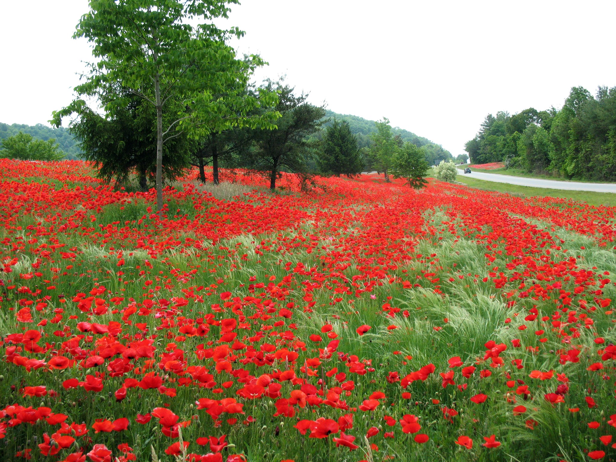 Field of red poppies next to a road HD Wallpaper