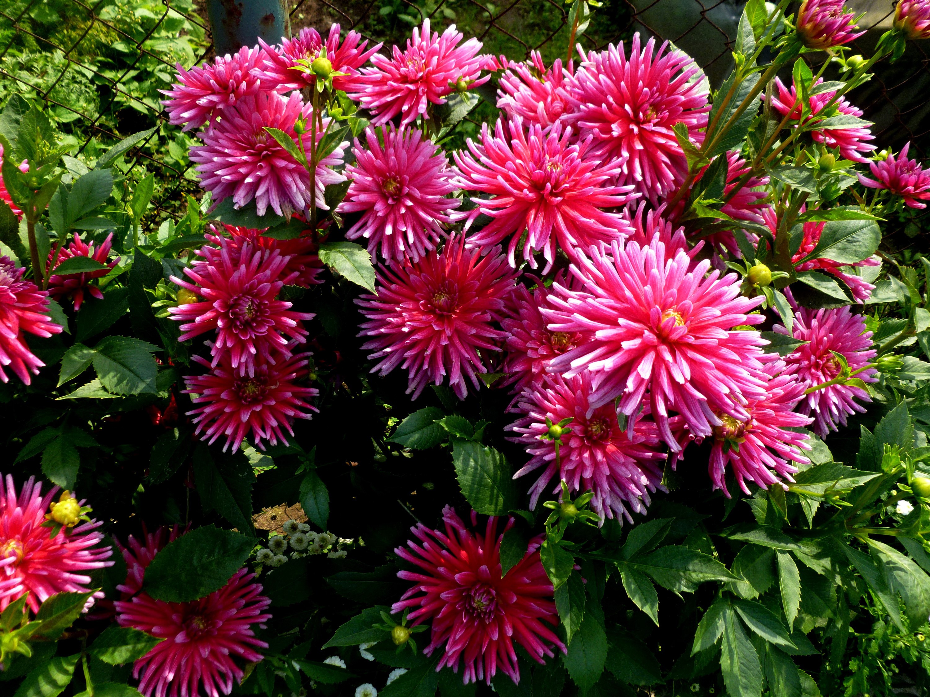 Pink Dahlias in a Garden HD Wallpaper