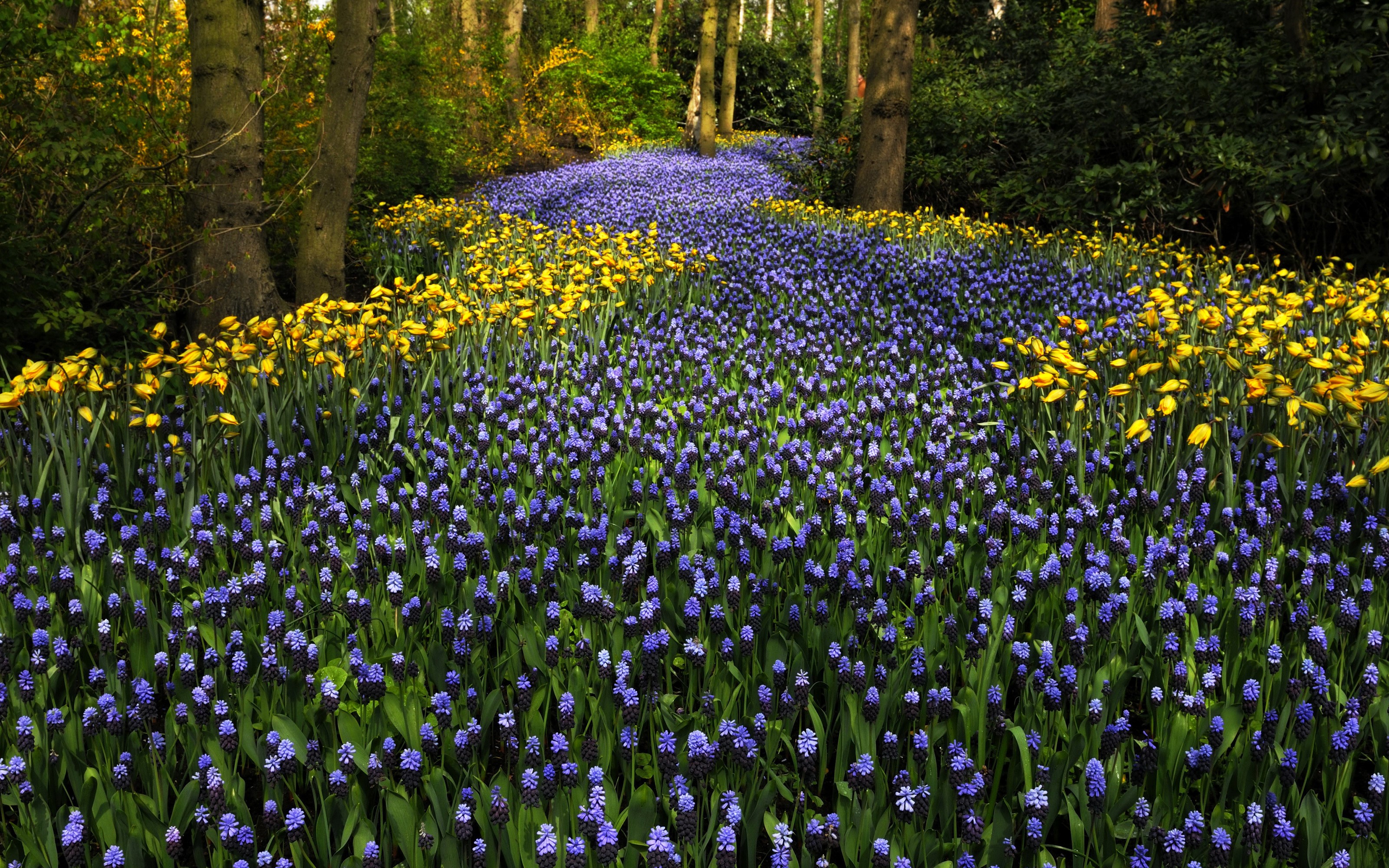 Keukenhof Garden Pathway of Blue and Yellow Flowers HD Wallpaper