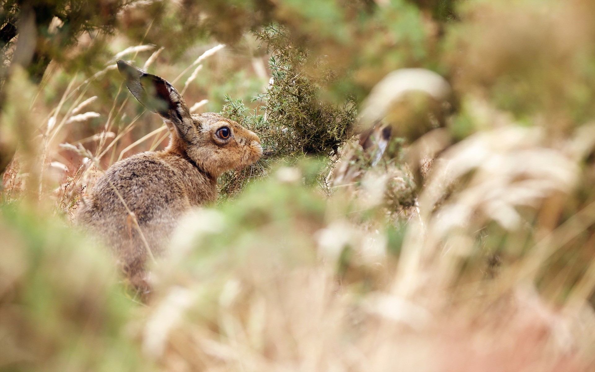 Two hares hiding in tall grass and bushes HD Wallpaper