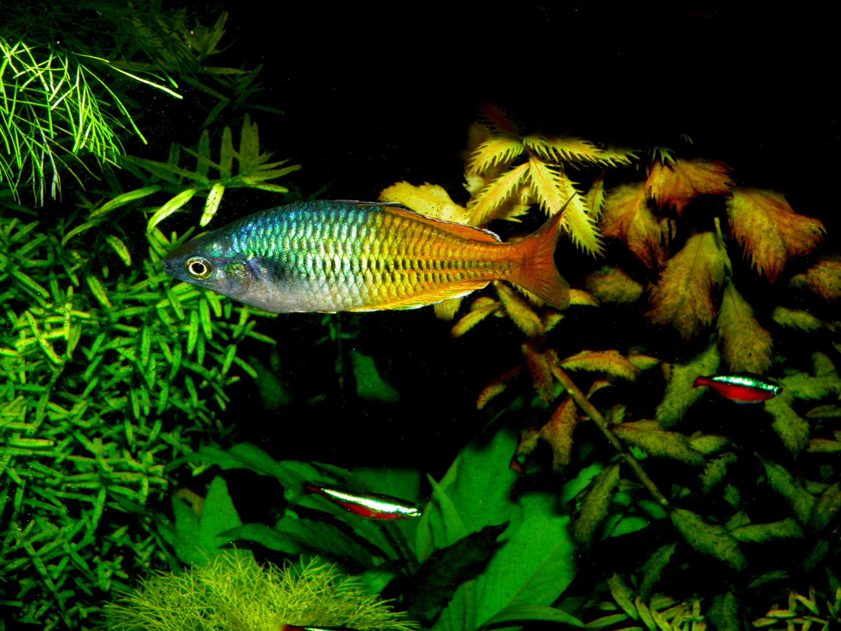Rainbow fish swimming in an aquarium with plants HD Wallpaper
