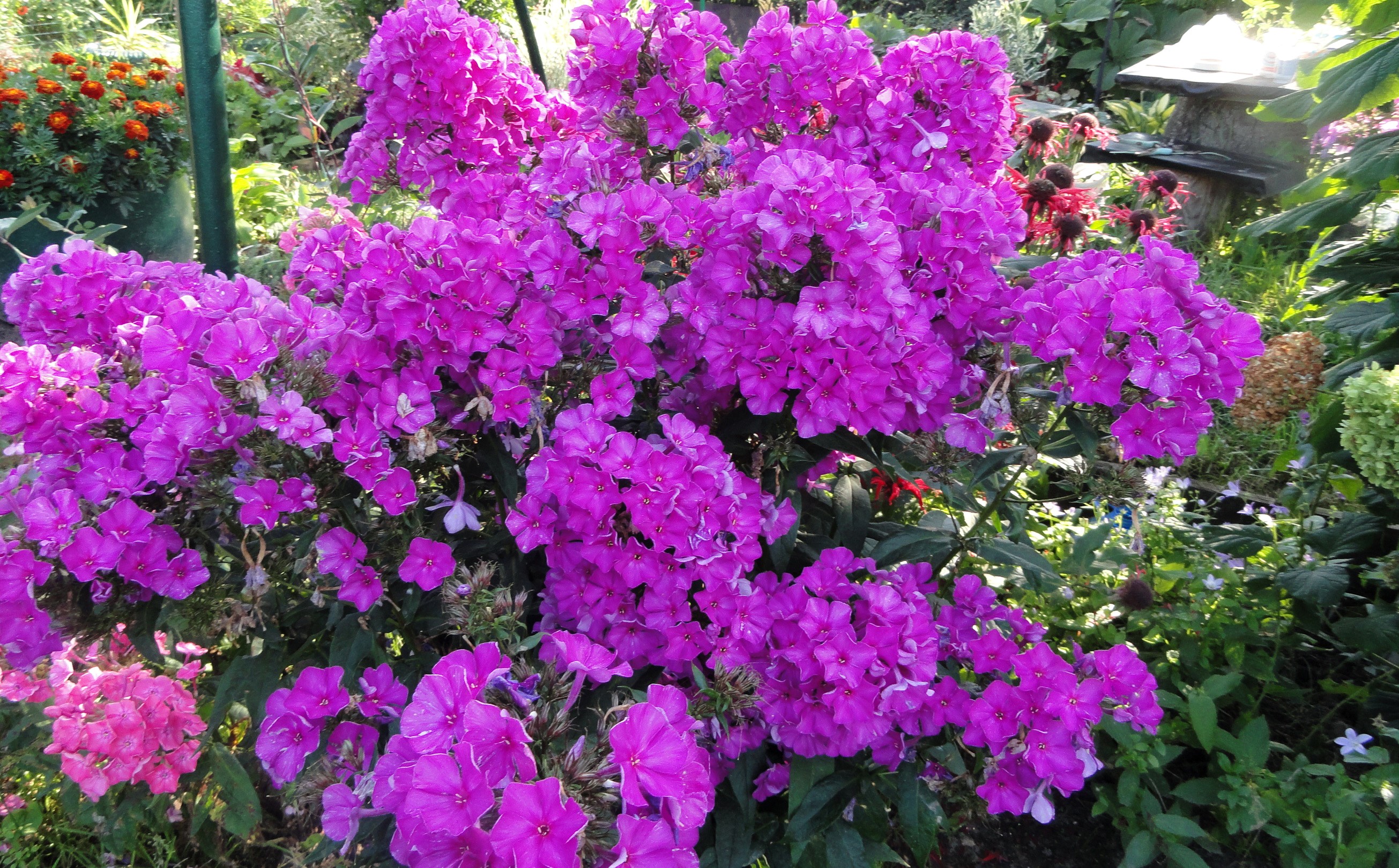 Violet Phlox flowers in a garden HD Wallpaper