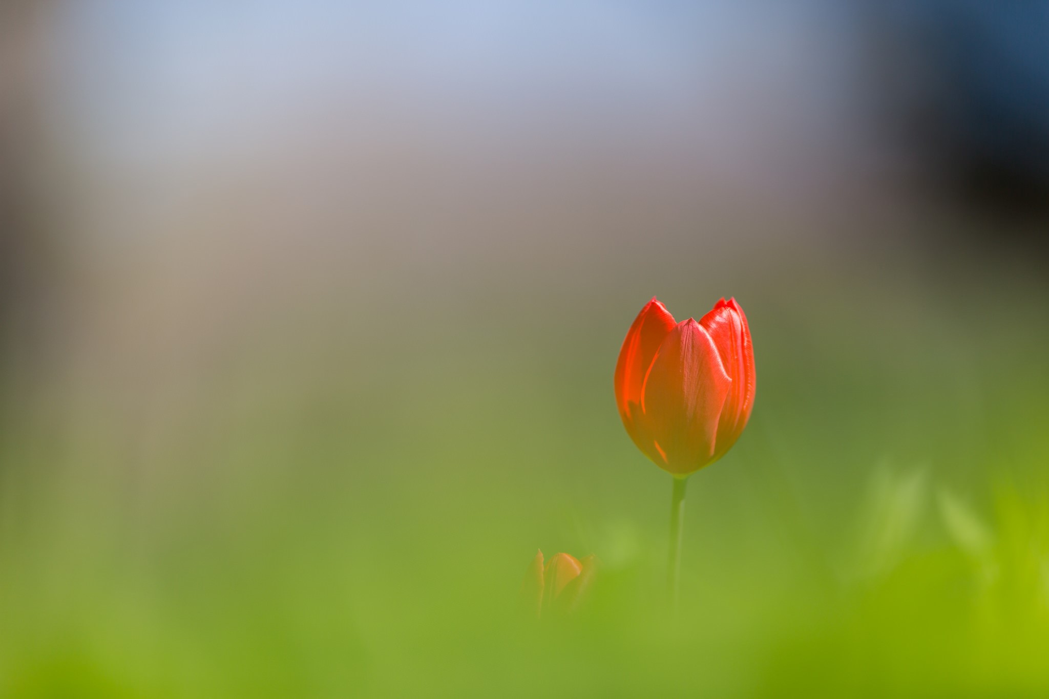 Red Tulip in Green Field HD Wallpaper