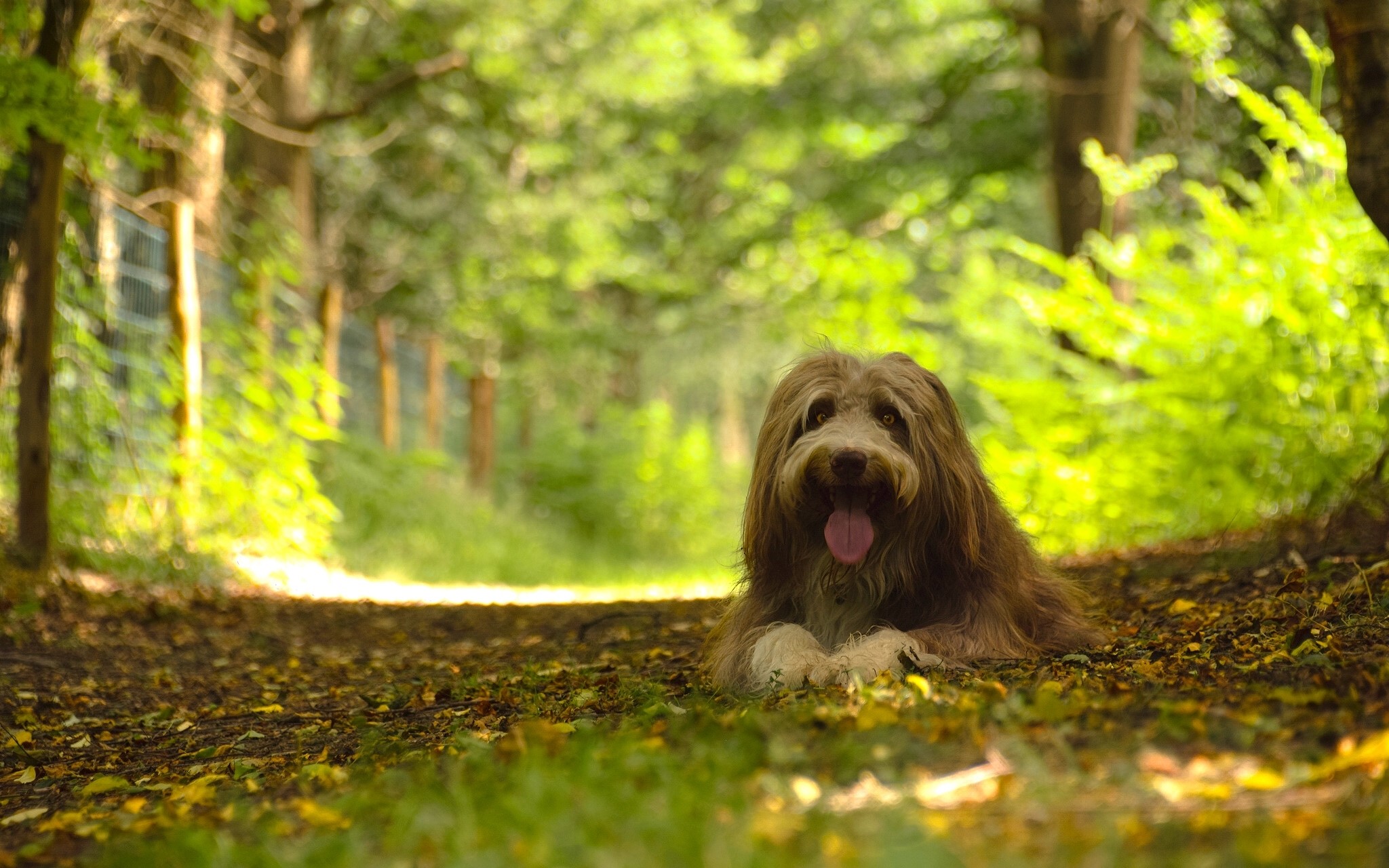 Brown dog lying on a forest path HD Wallpaper